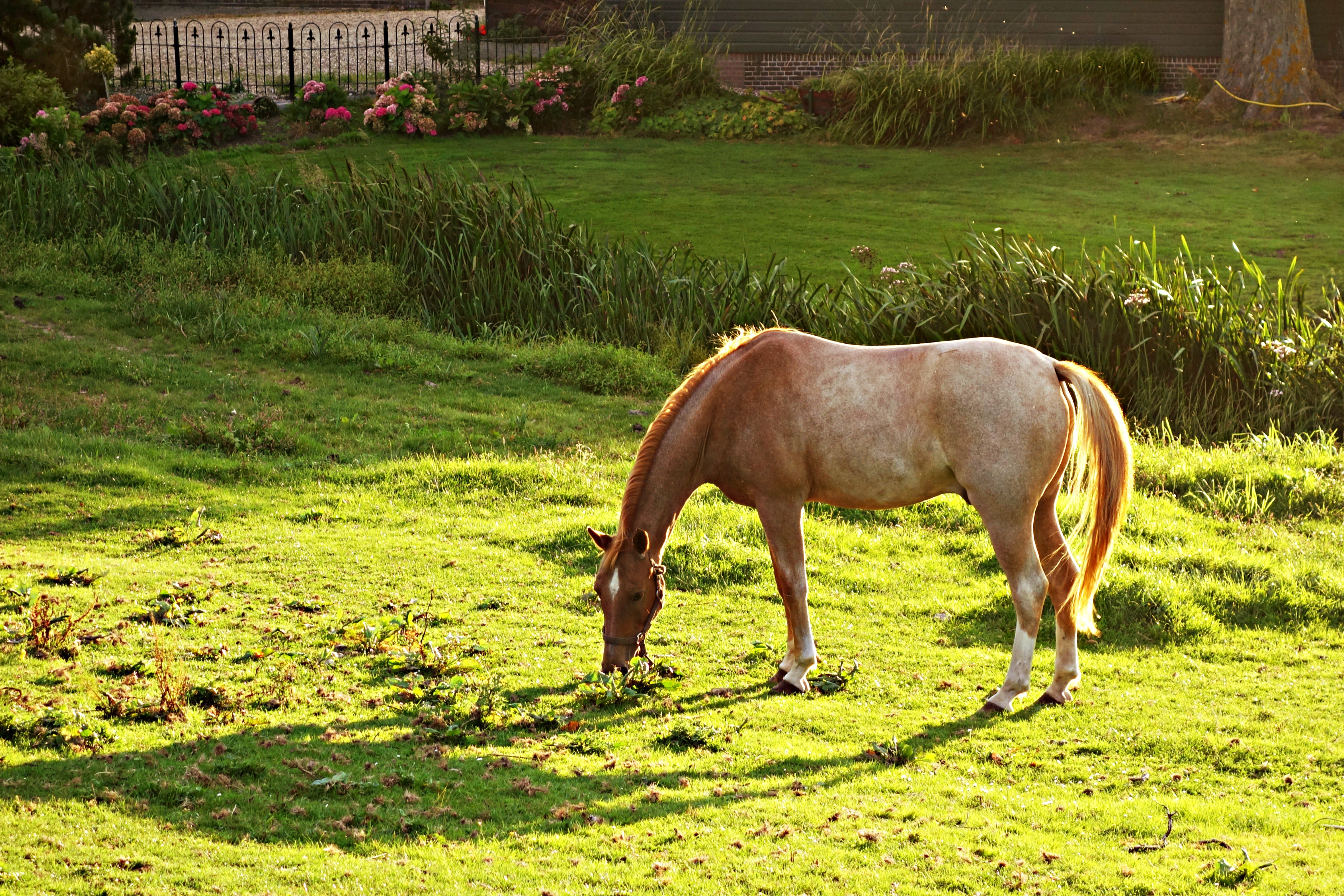 Brown and white horse eating green grass during daytime photo