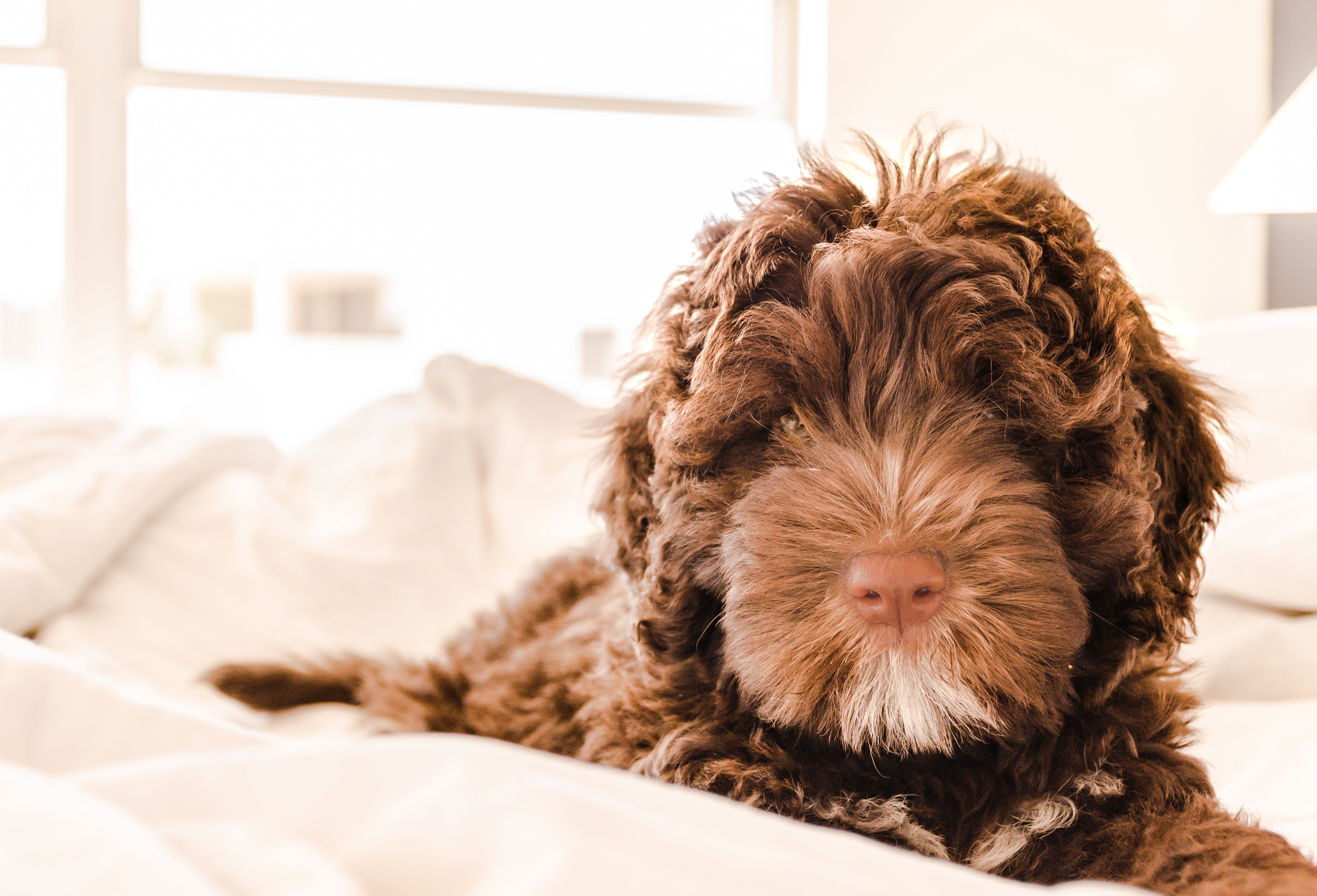 Brown and white portuguese water dog puppy photo
