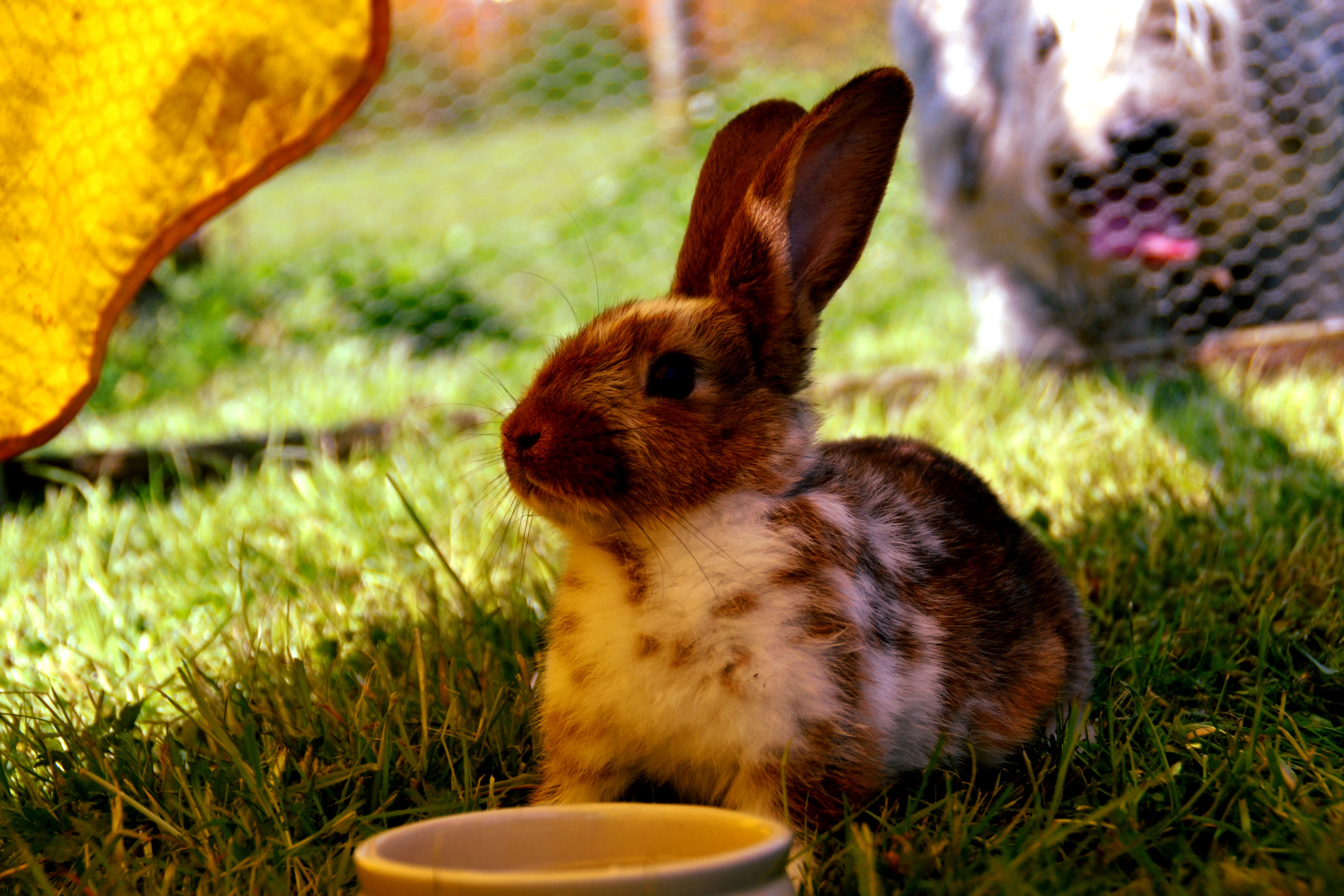 Brown and white rabbit on green grass photo