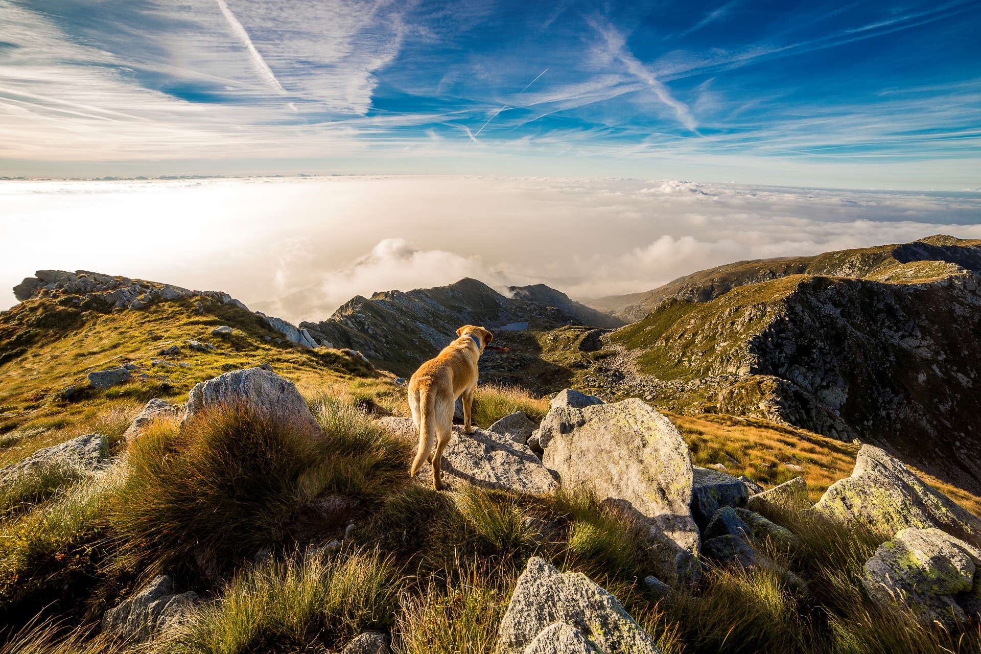 Brown and white short coat dog on mountain photo