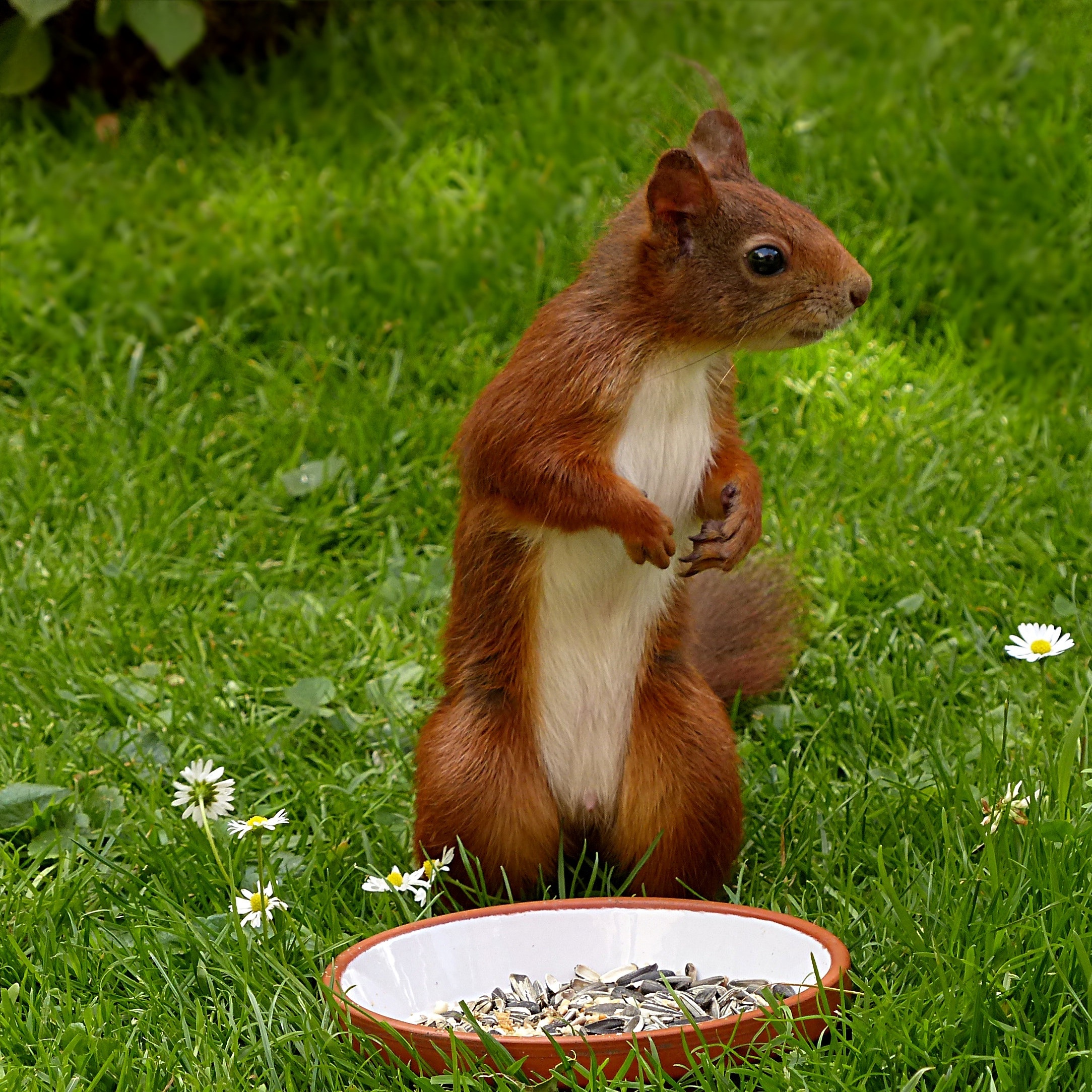 Brown and white squirrel on green grass photo