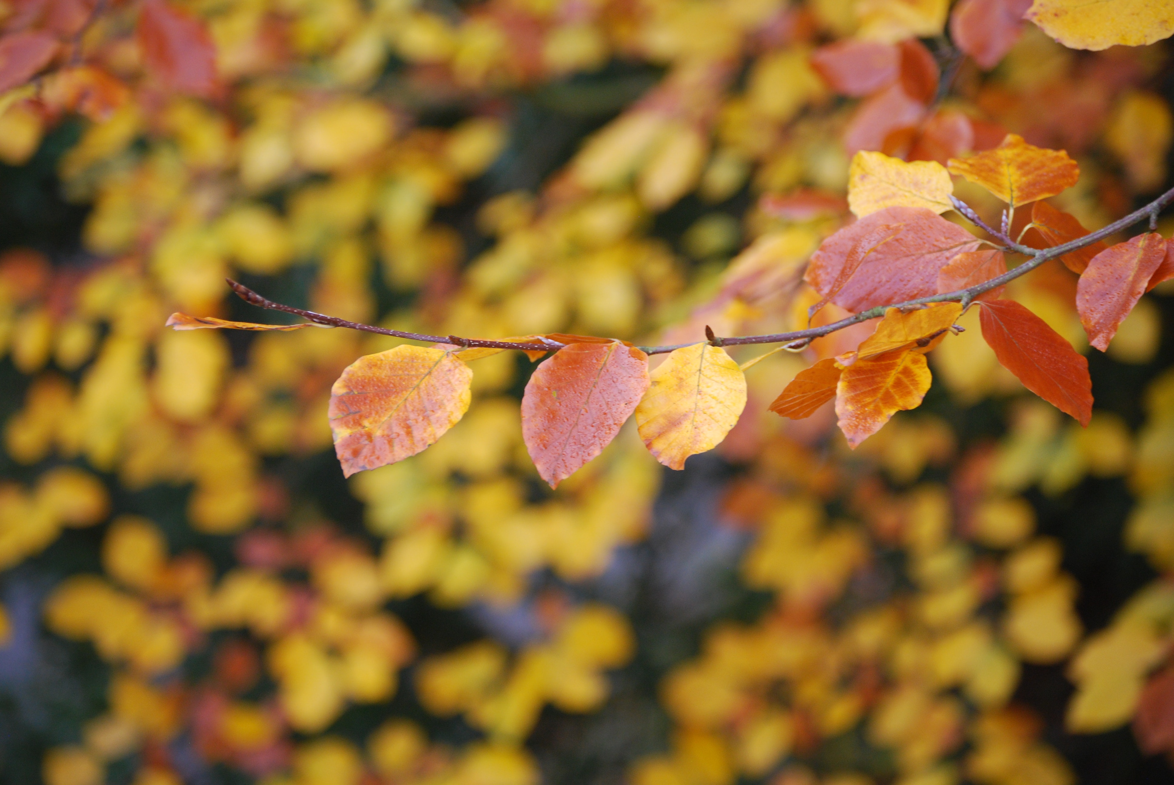 Brown and Yellow Leaves on Focus Photo, Autumn, Wood, Vibrant, Tree, HQ Photo