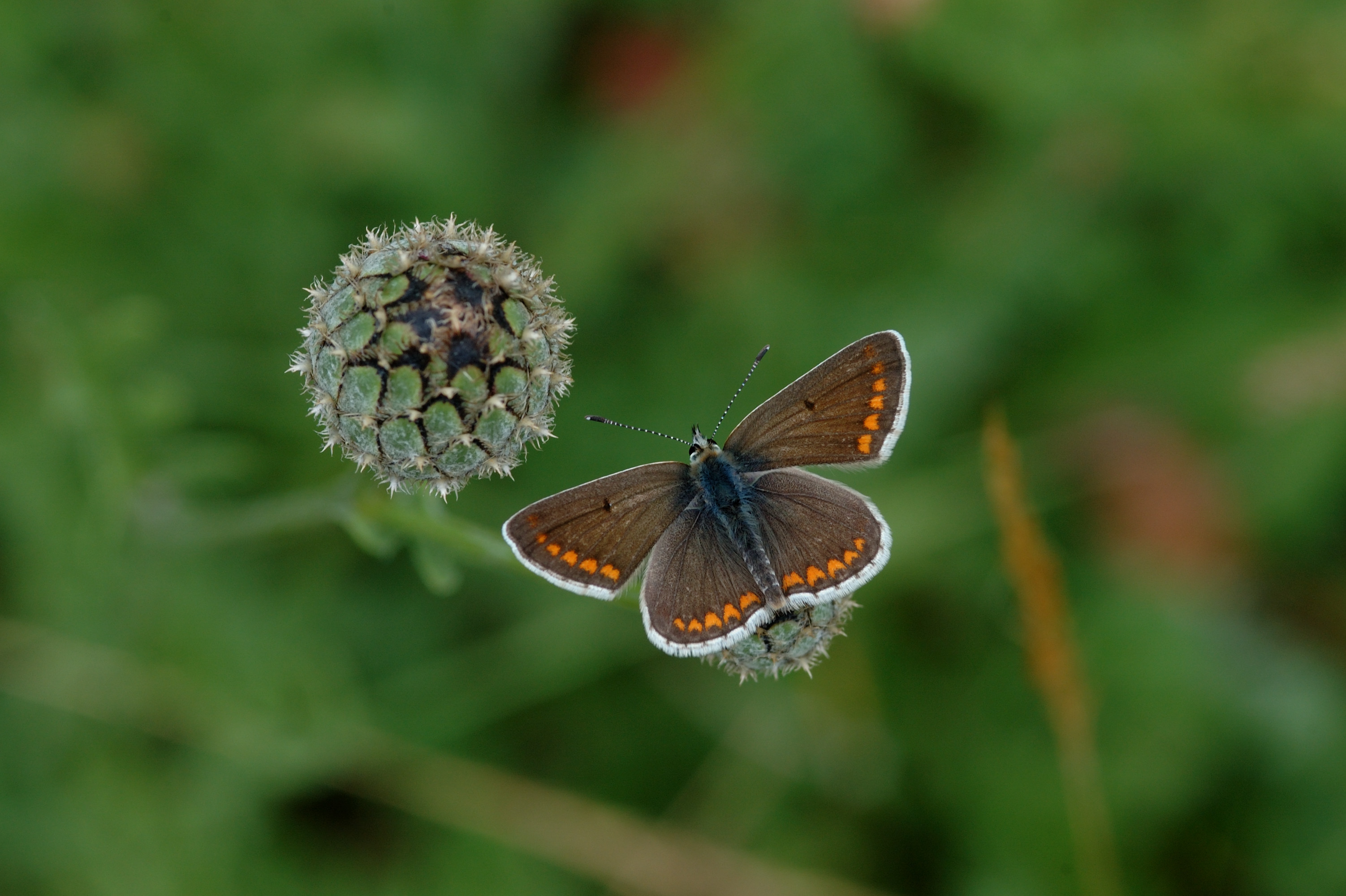 Brown Argus gallery - News and events, The University of York