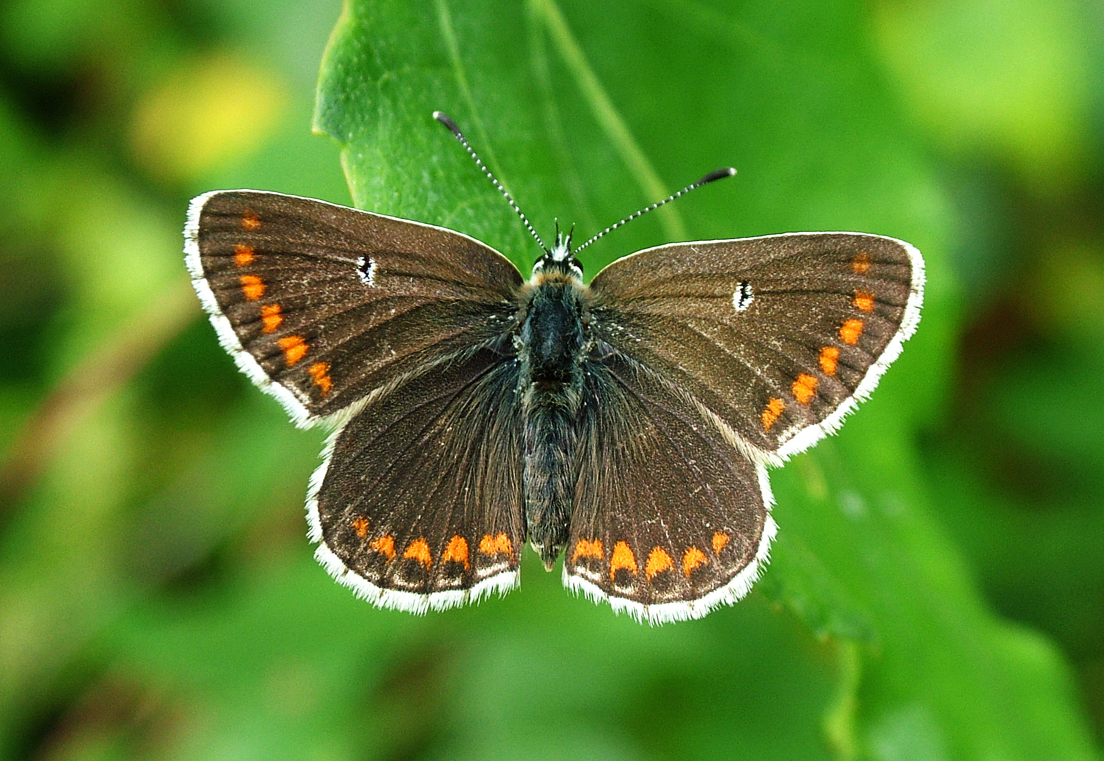 Butterfly Conservation - Cumbria Branch - Species - Northern Brown Argus
