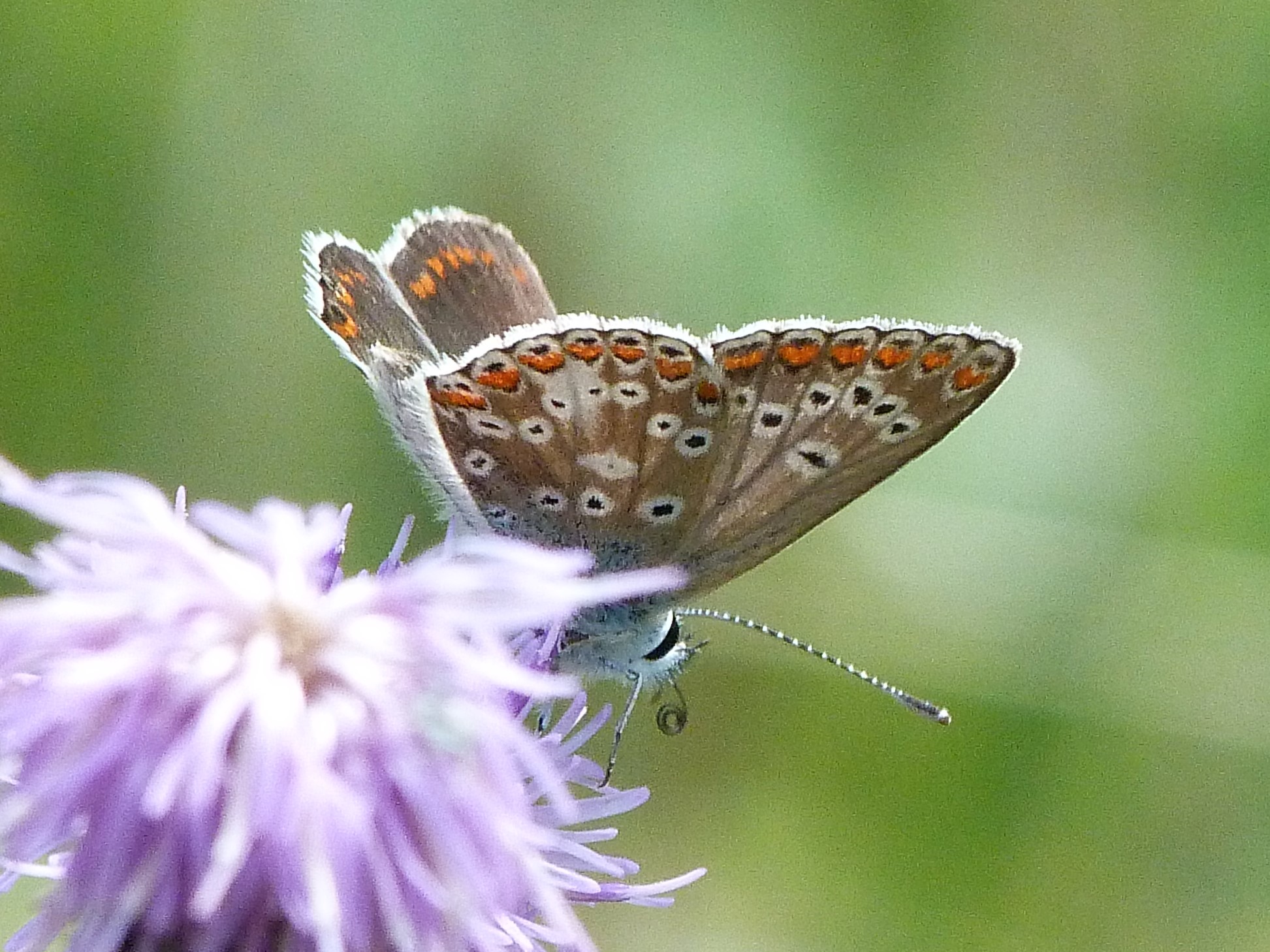 Brown Argus, Lydlinch Common | Dorset Butterflies