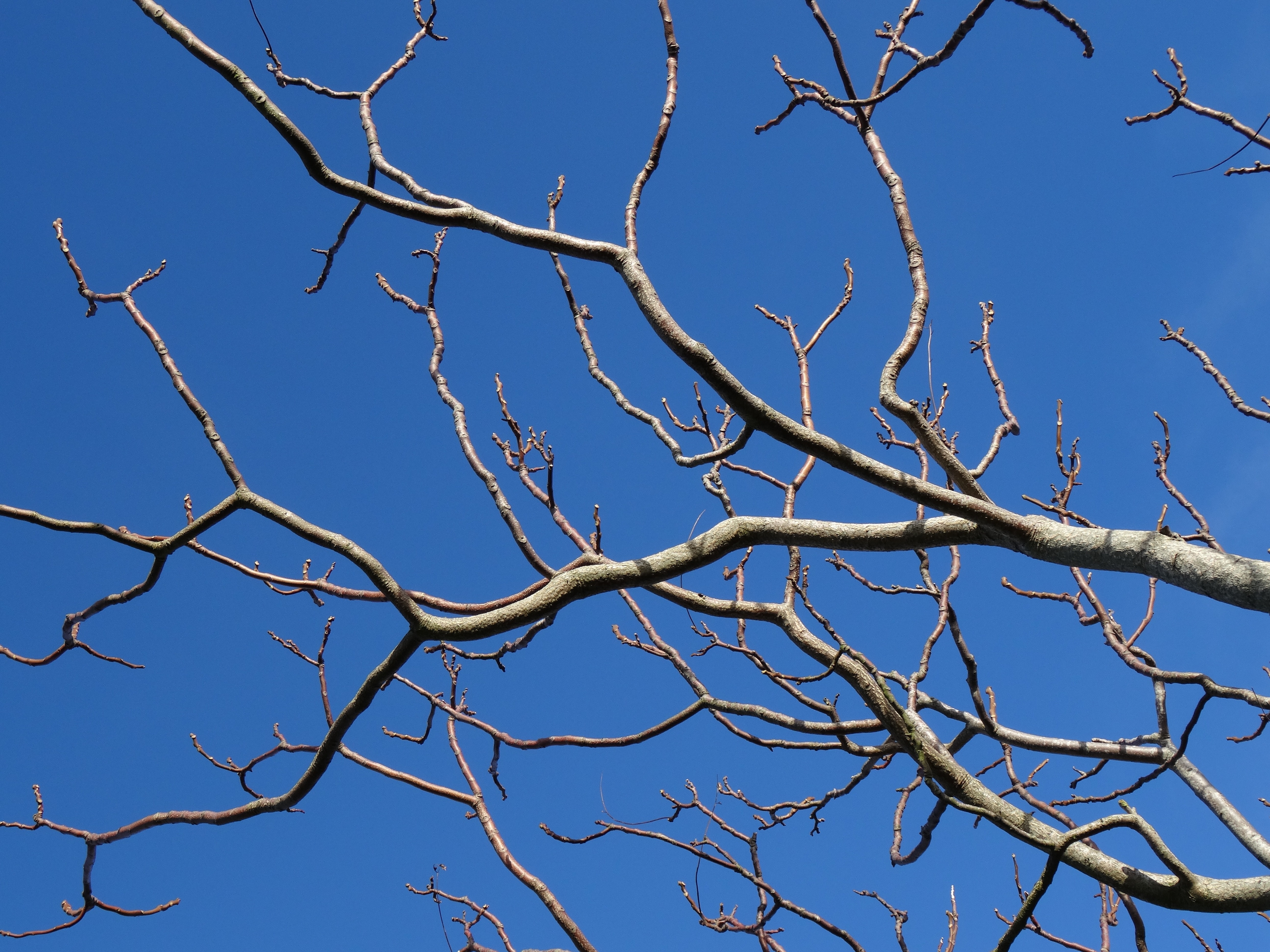 Tree branches