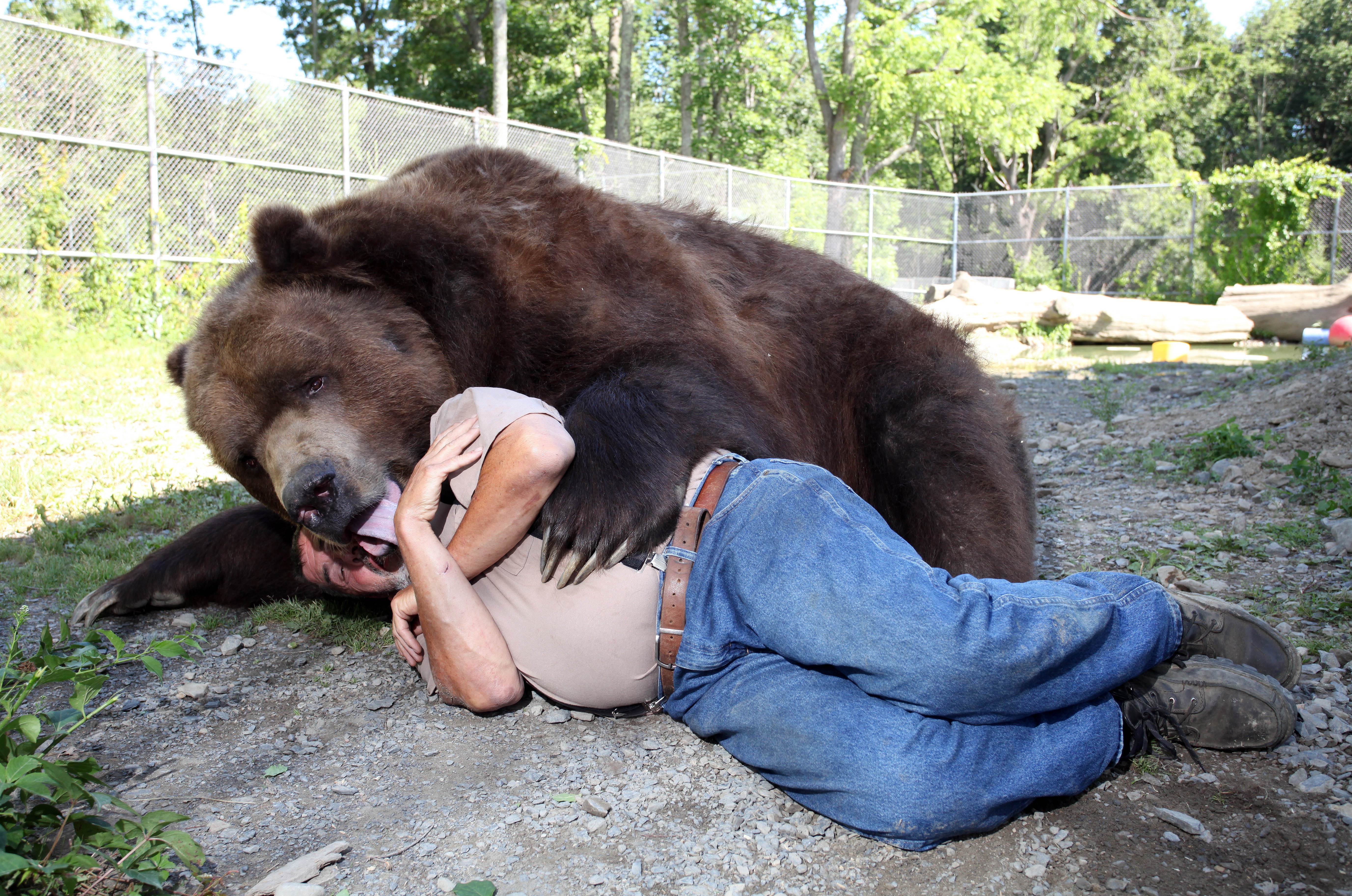 This couple loves to snuggle with their 1,400-pound brown bear