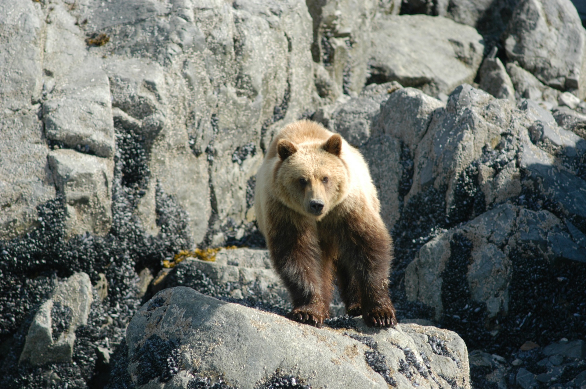 Brown bear photo