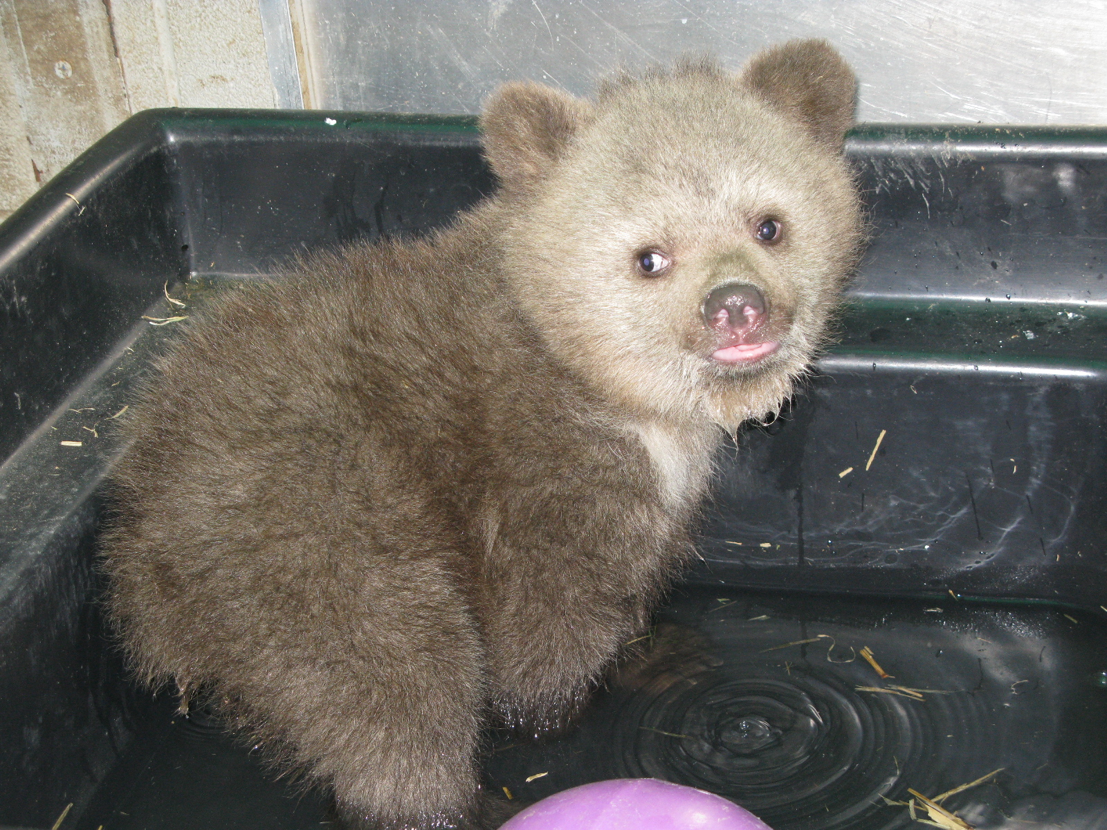 Syrian Brown Bear cub #13-0335 | The Wildlife Center of Virginia