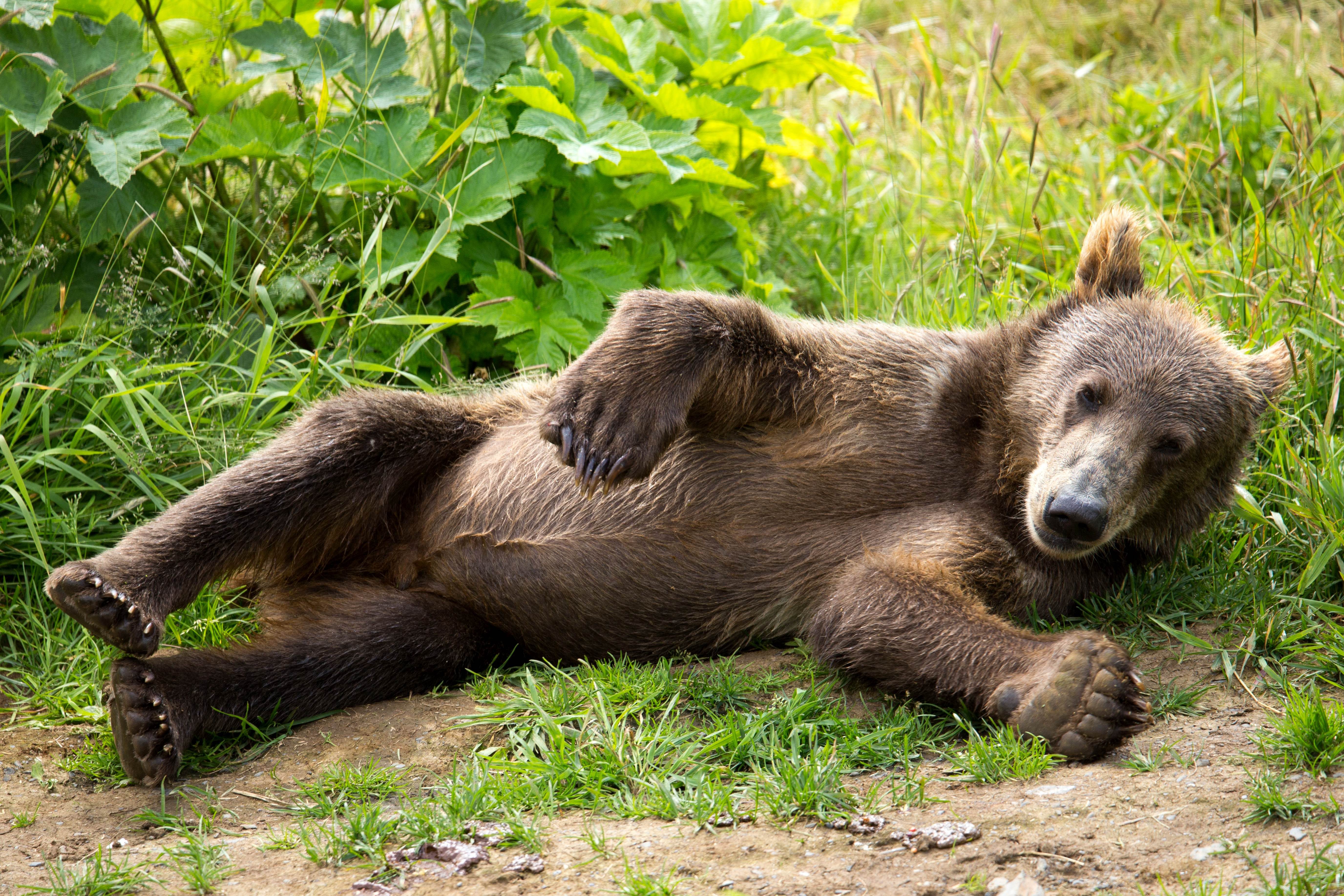Free picture: kodiak, brown bear, cub