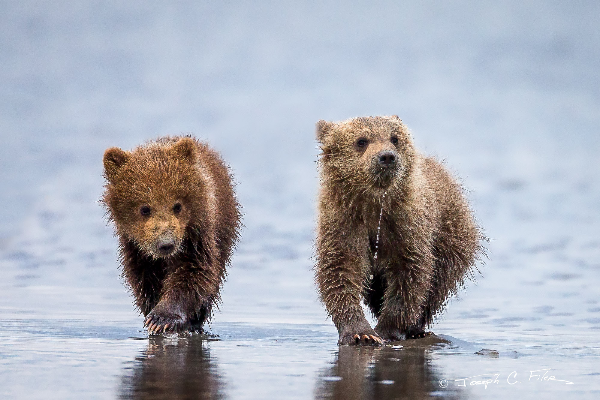 Just Us Cubs | Lake Clark NP, Alaska | Fine Art Landscape ...