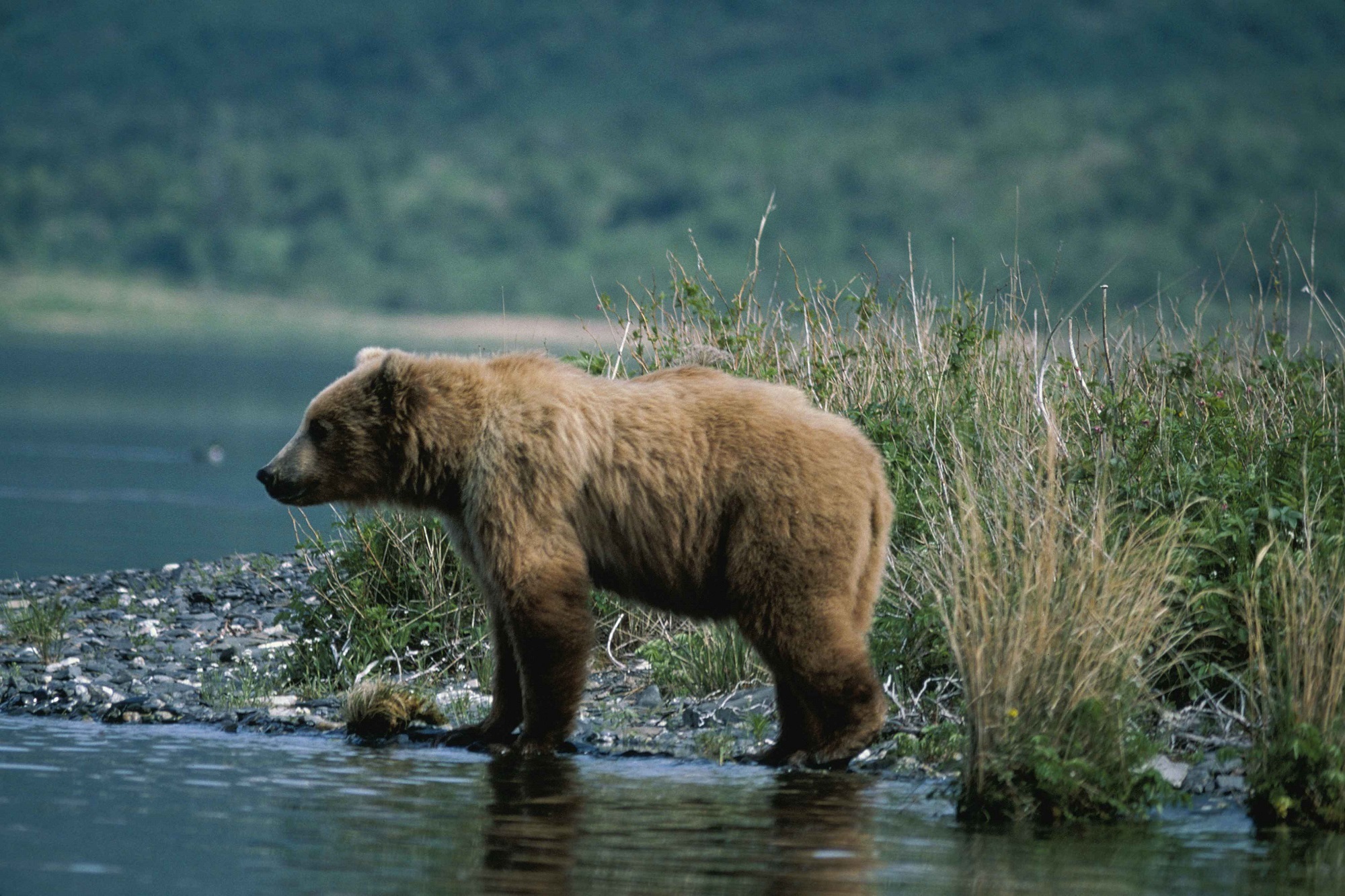 Brown bear hunting photo