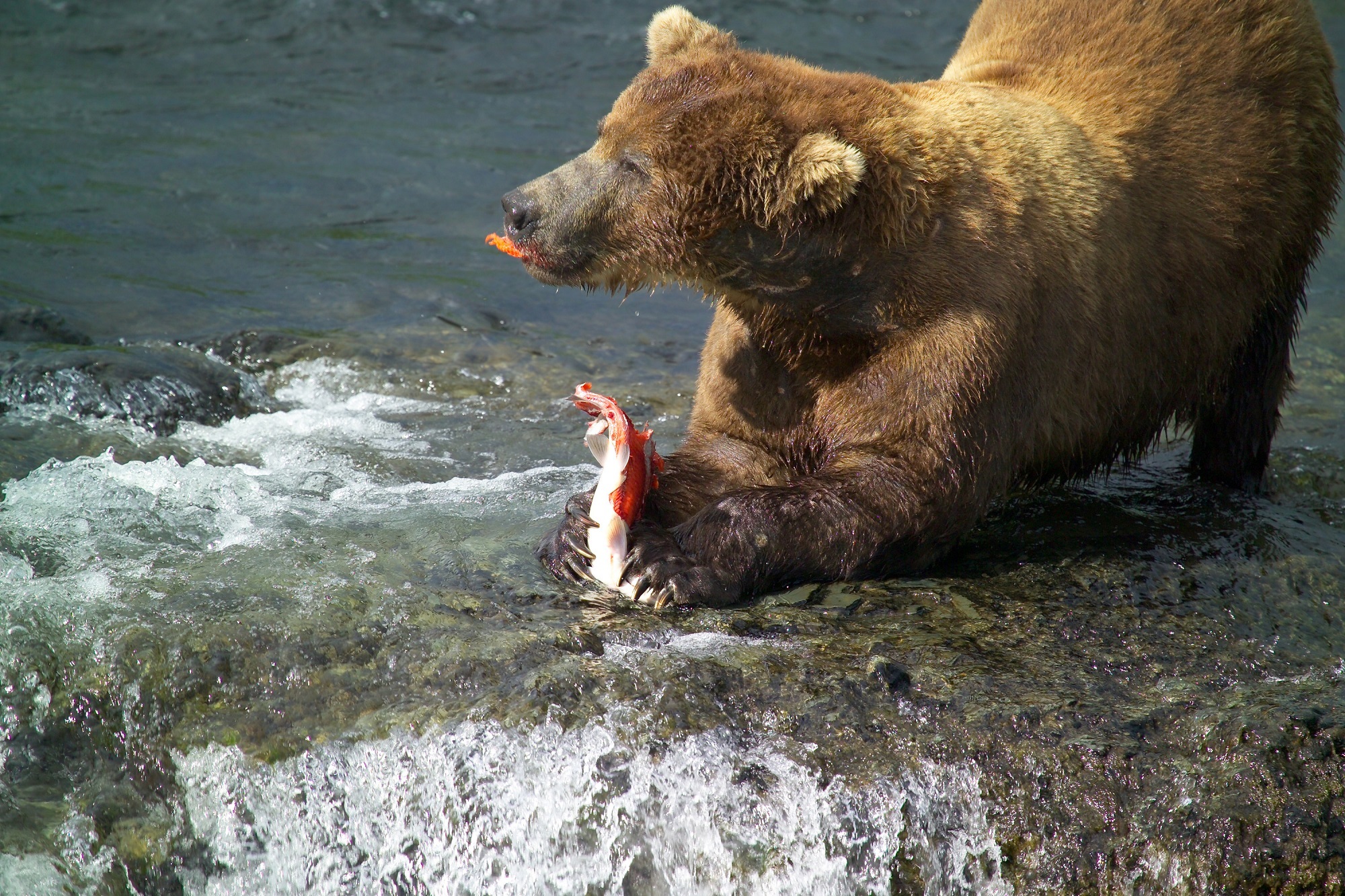 Brown bear hunting photo