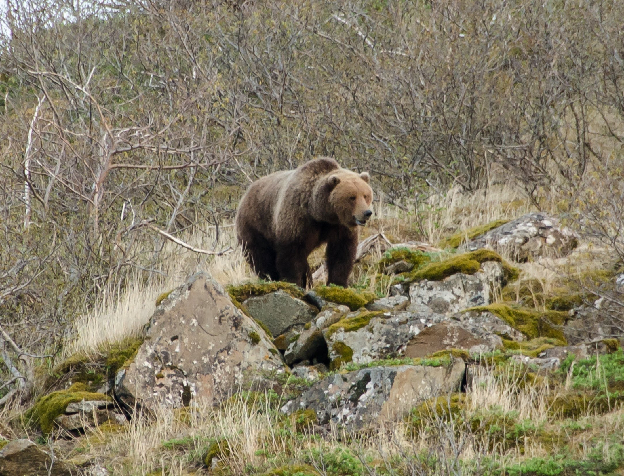 2014 Alaska Peninsula Brown Bear Hunting. - YouTube