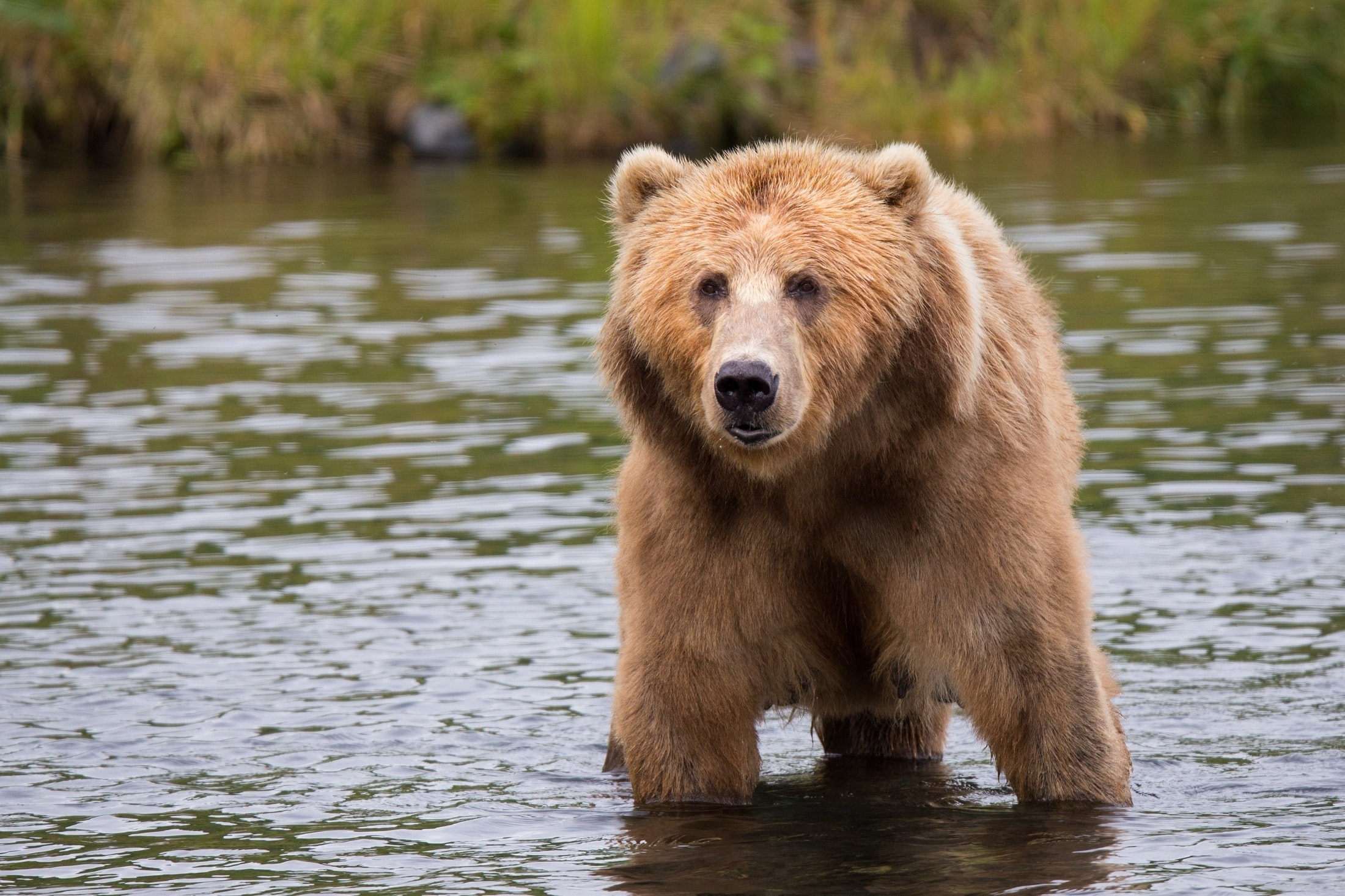 Brown bear in body of water during daytime photo