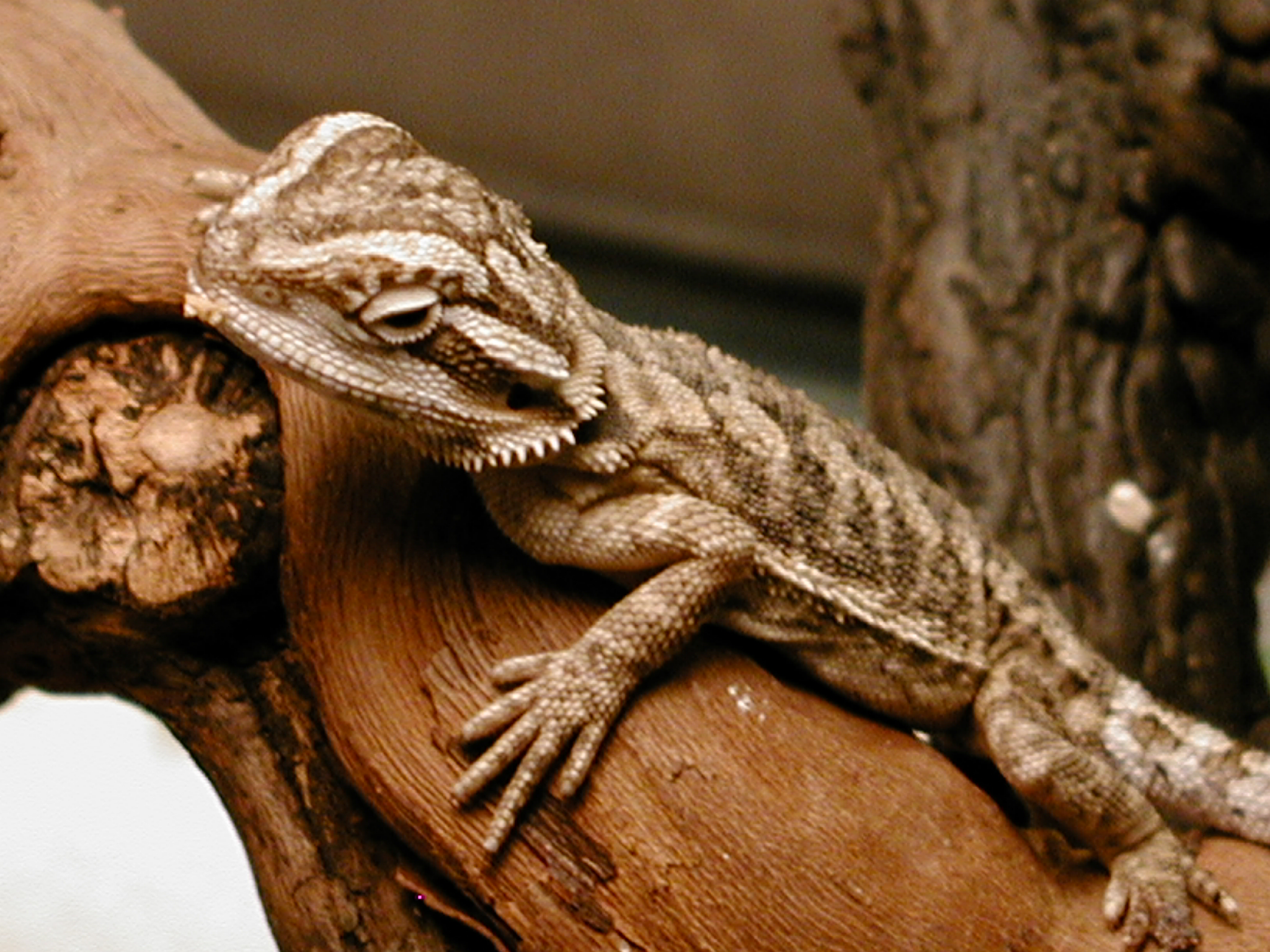 20+ Different Types of Bearded Dragons with Colors, Species and ...