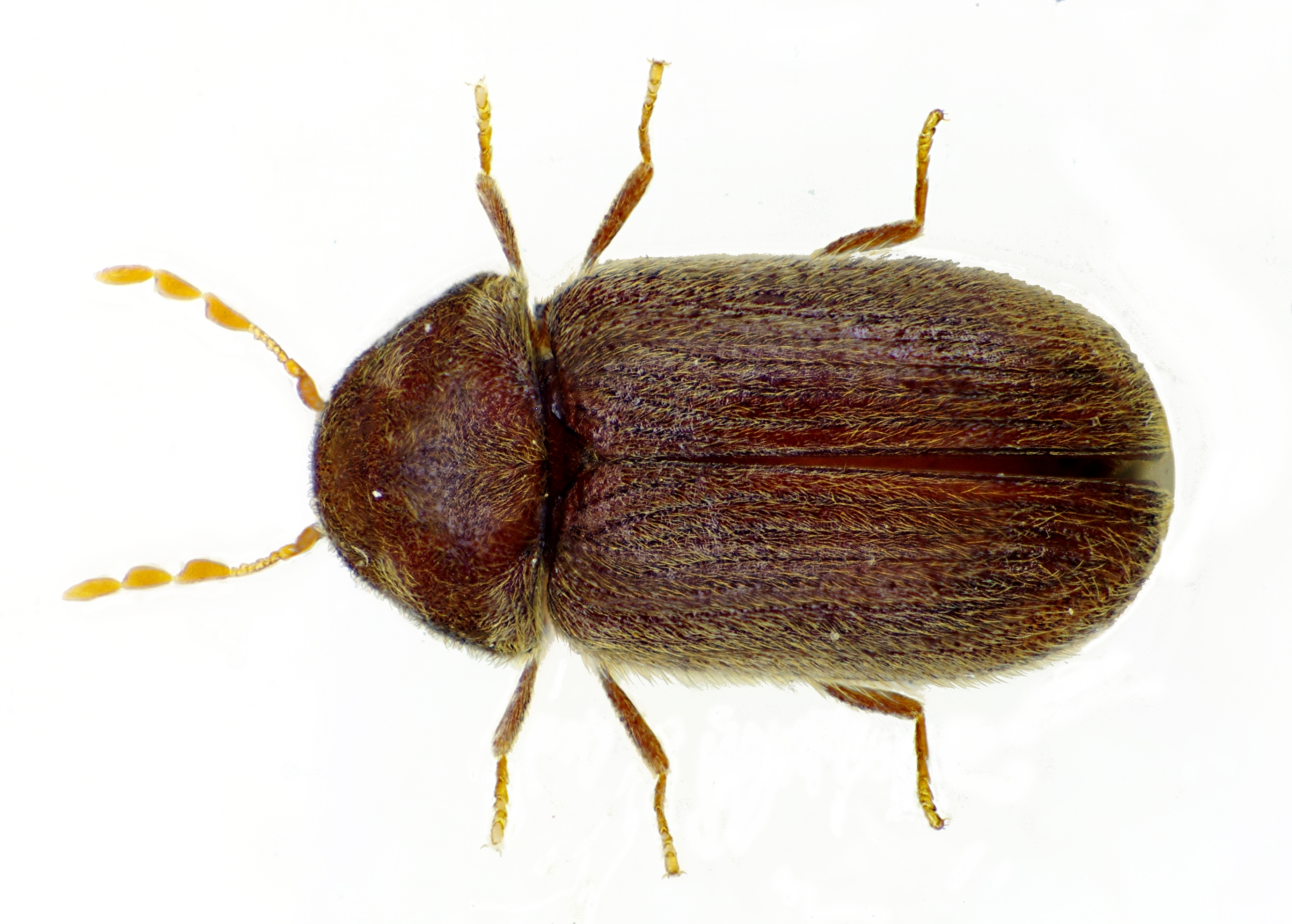 Brown beetle photo