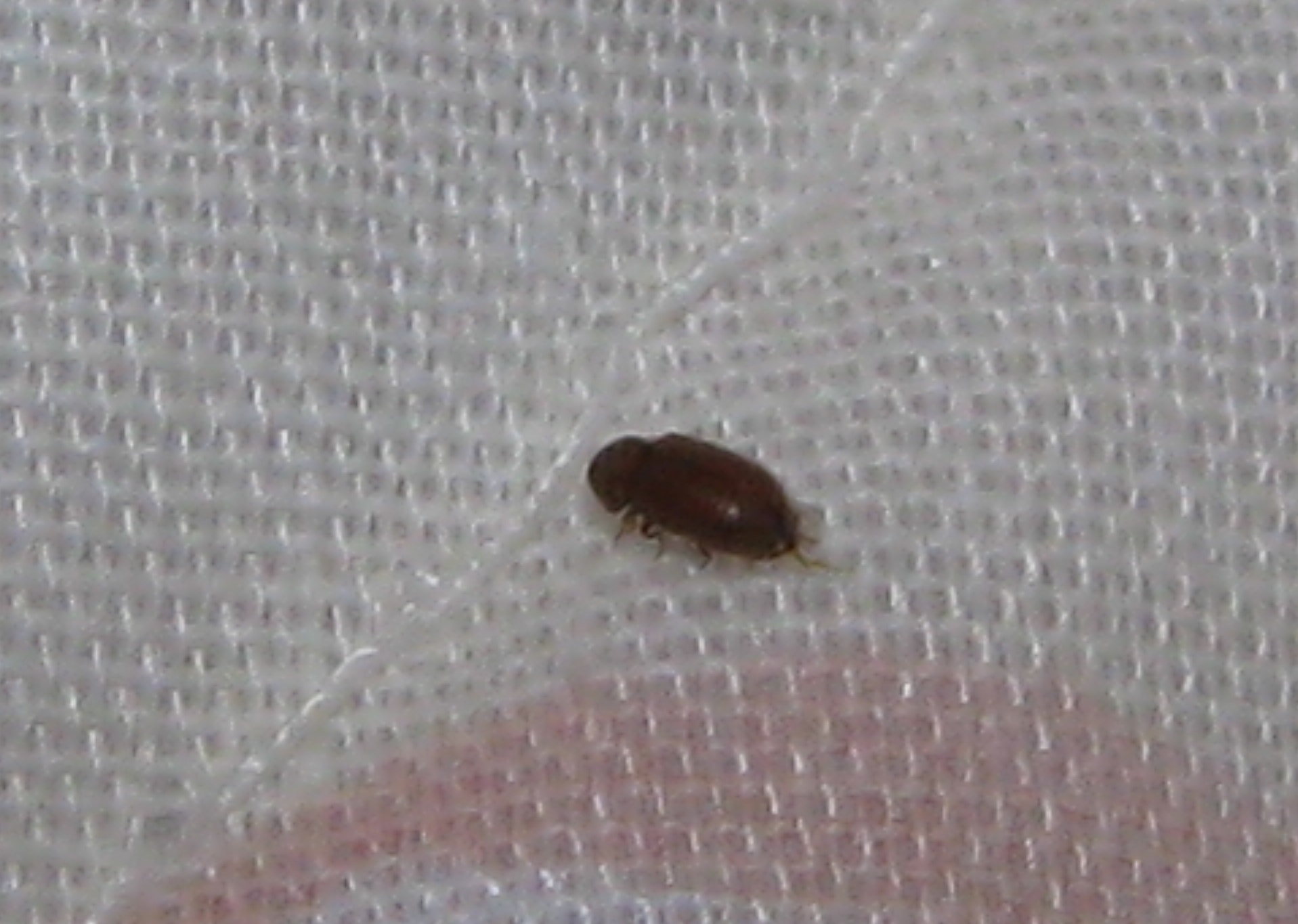 NaturePlus: What is this small brown beetle?