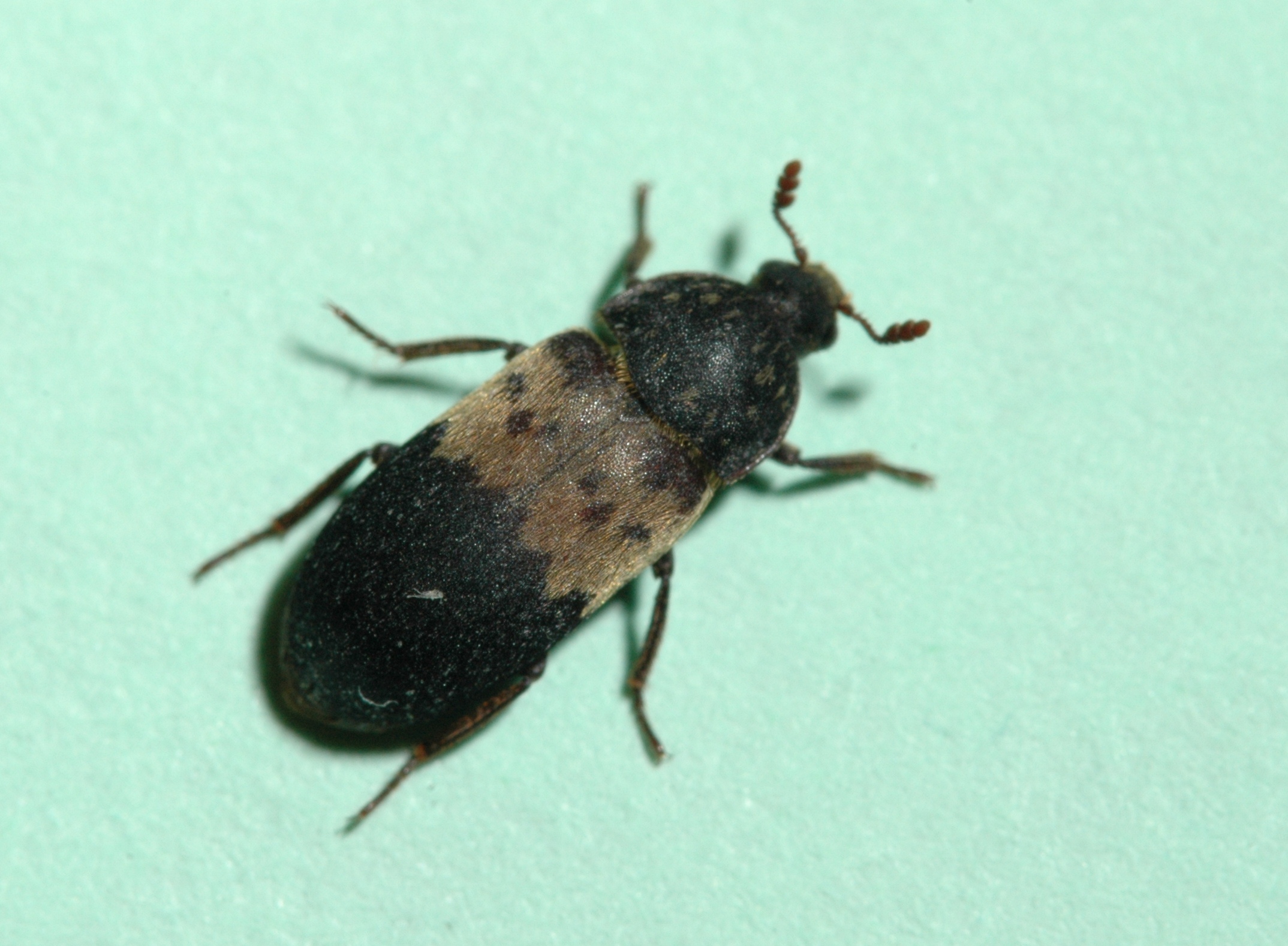 Larder beetles : Insects : University of Minnesota Extension