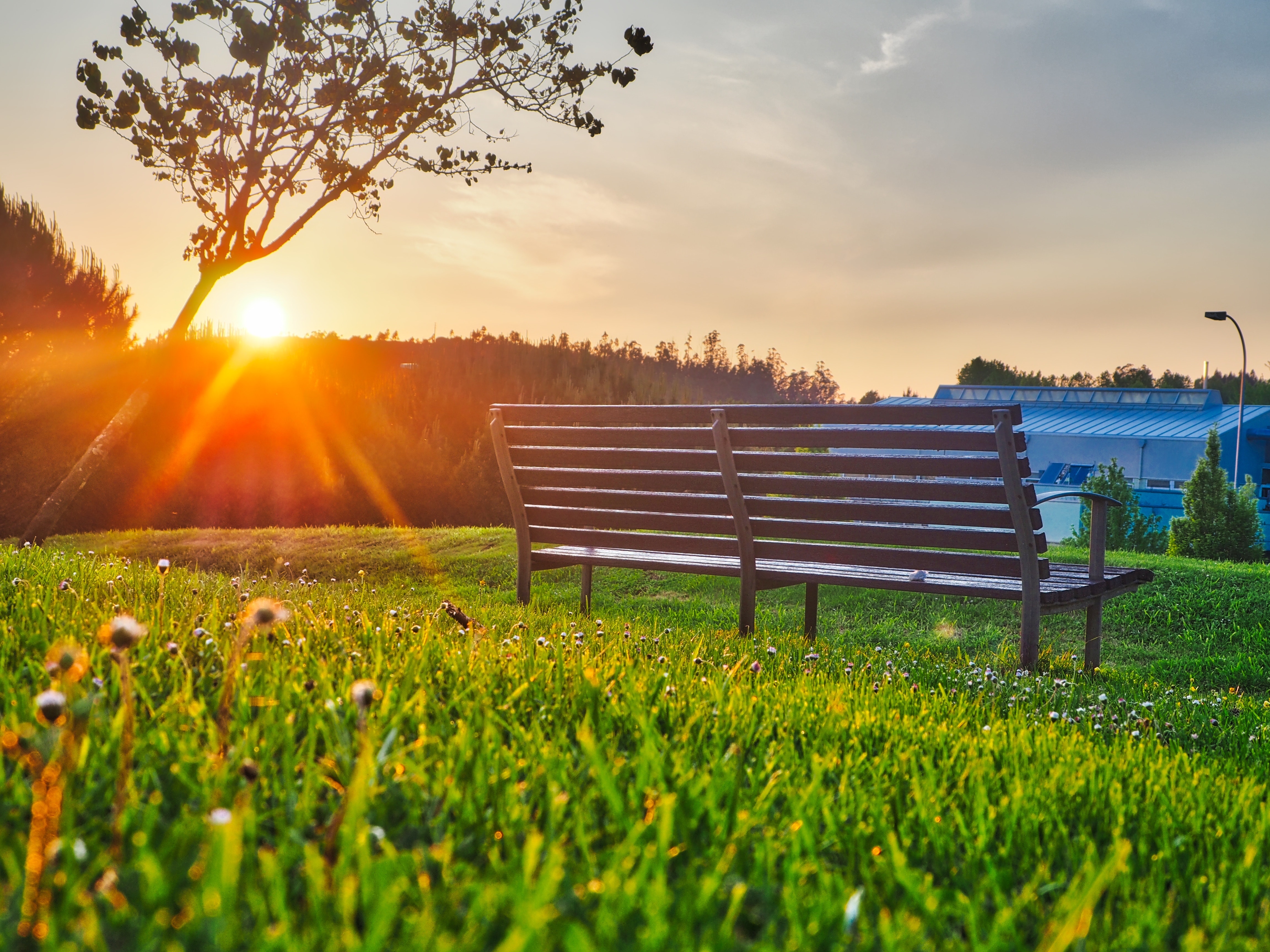 Brown bench on green grass photo