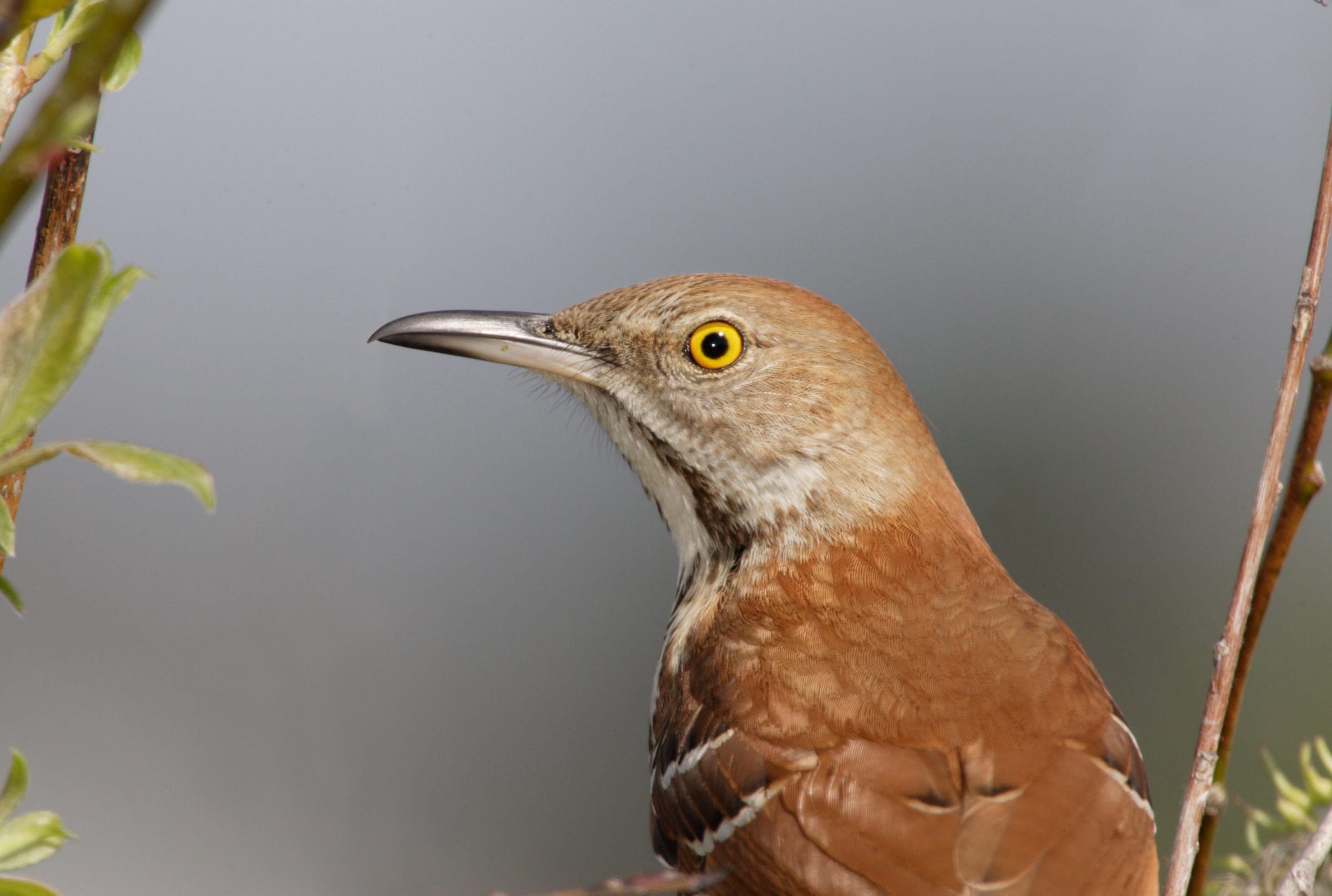 Brown bird photo