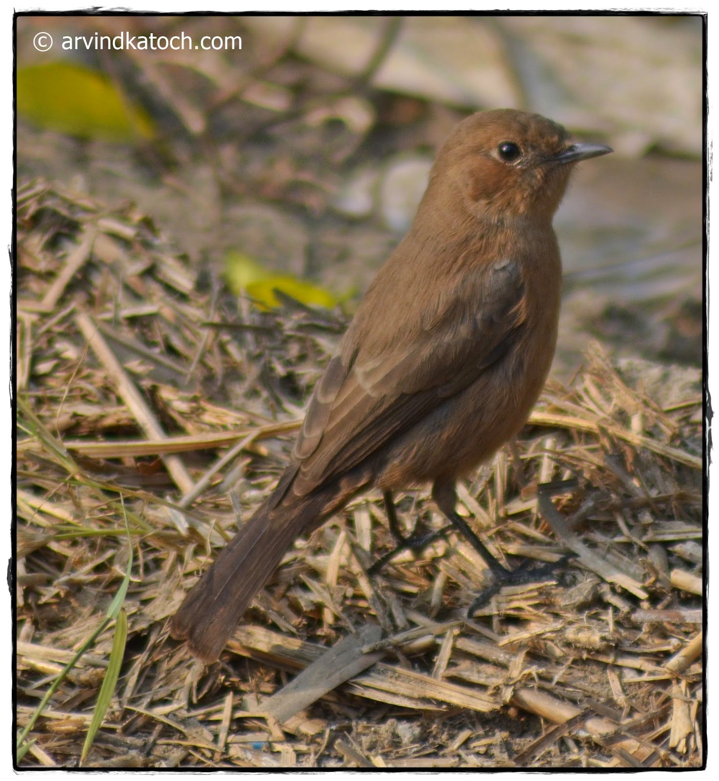 Indian Birds Photography and Details : Brown Rock (Indian) Chat ...