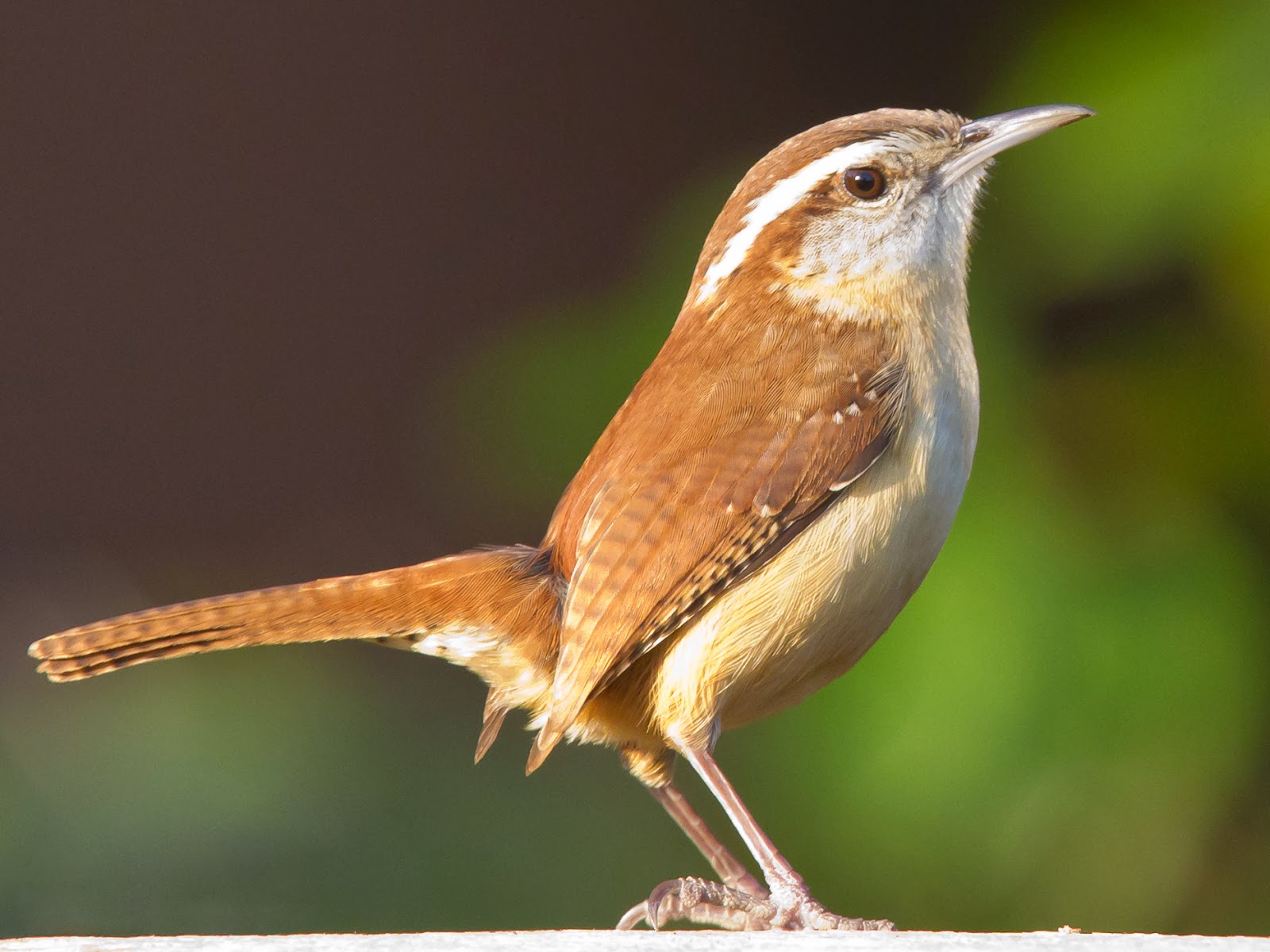 Farm Dover: Little Brown Bird with Incredible Talents