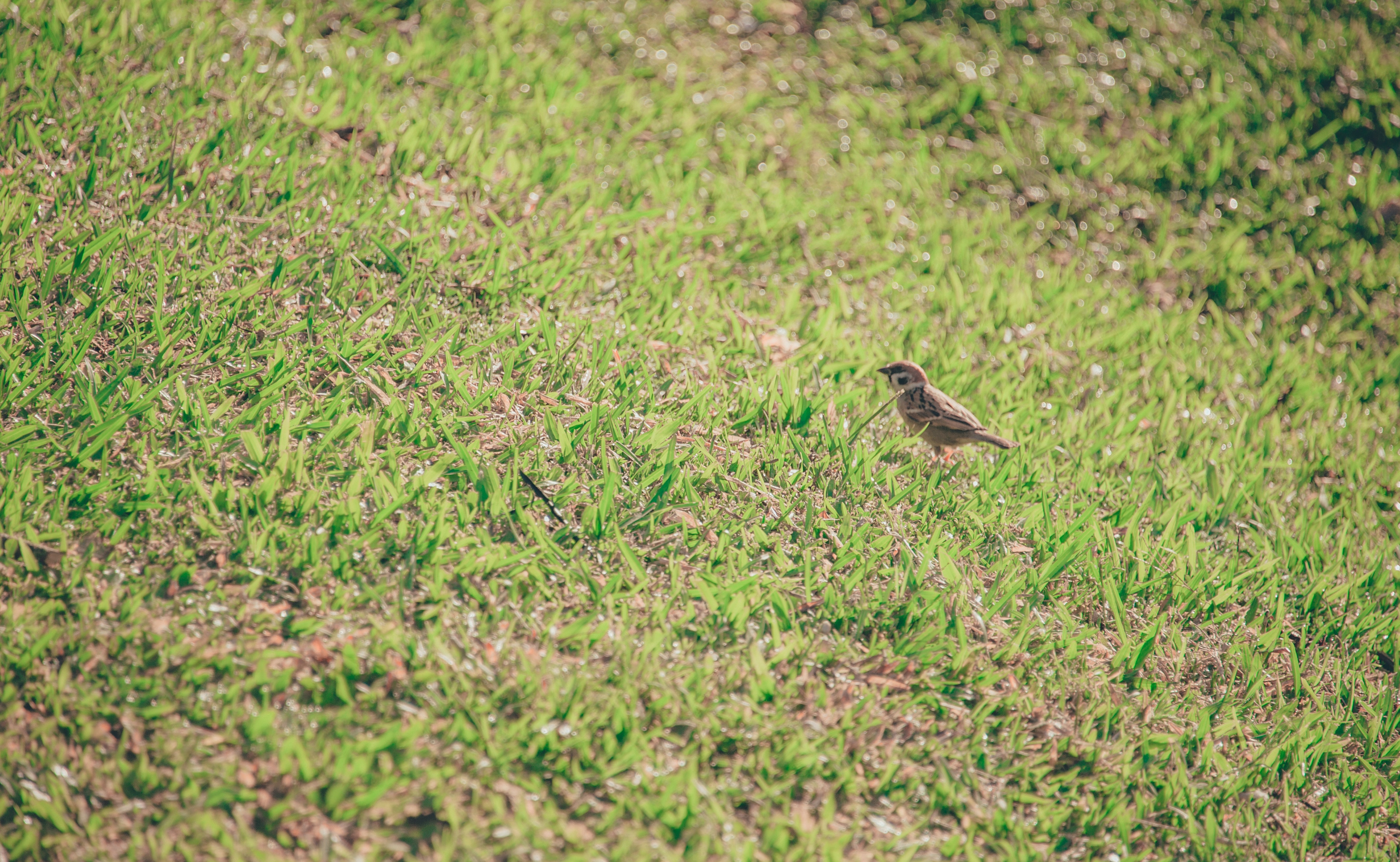 Brown bird on grass lawn photo