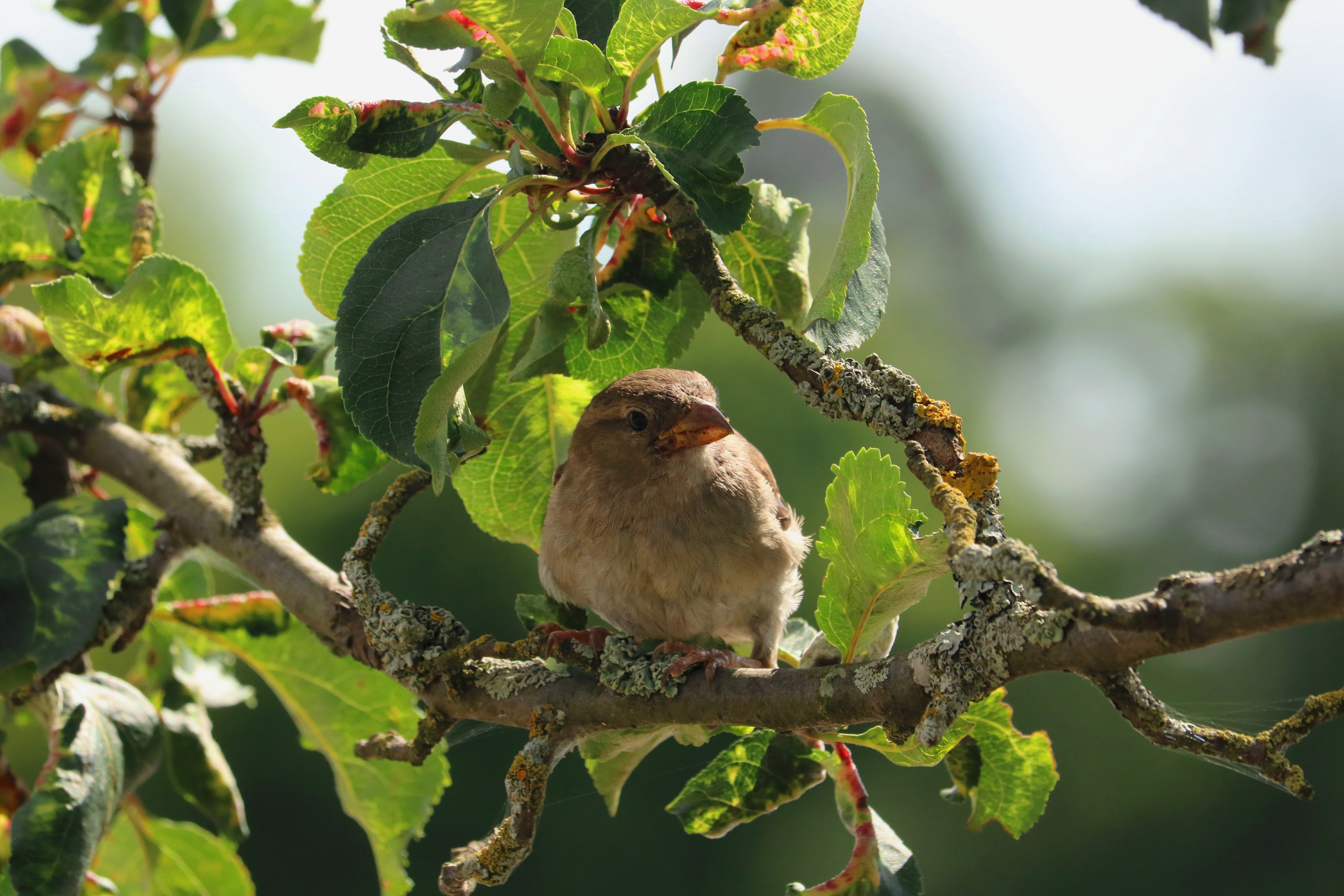 Brown bird on tree branch during daytime photo