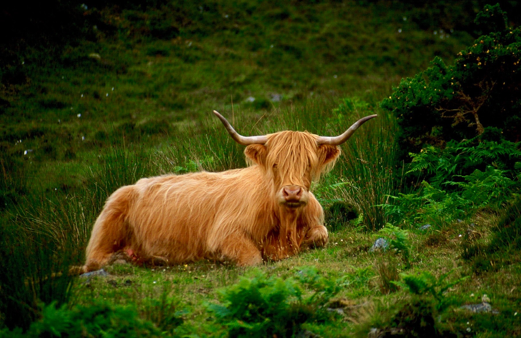 Brown bison on grass photo