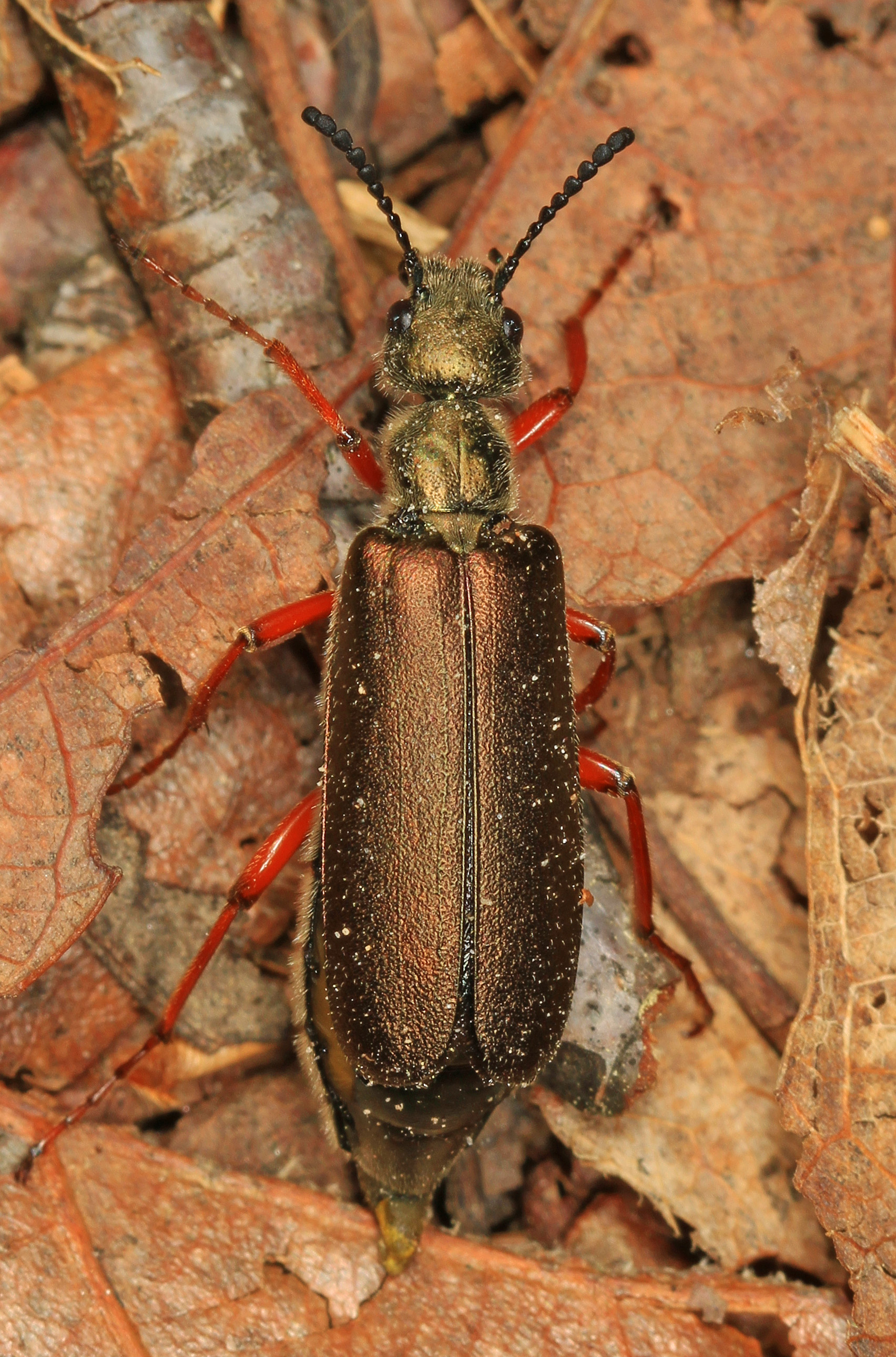 File:Blister Beetle - Lytta aenea, Leesylvania State Park ...