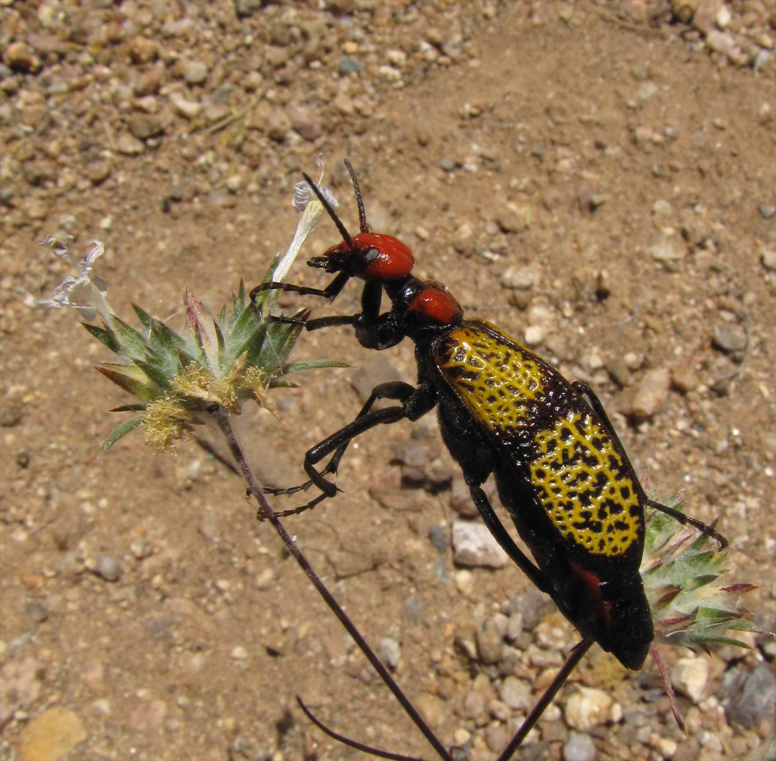 Blister Beetles (Family Meloidae) · iNaturalist.org