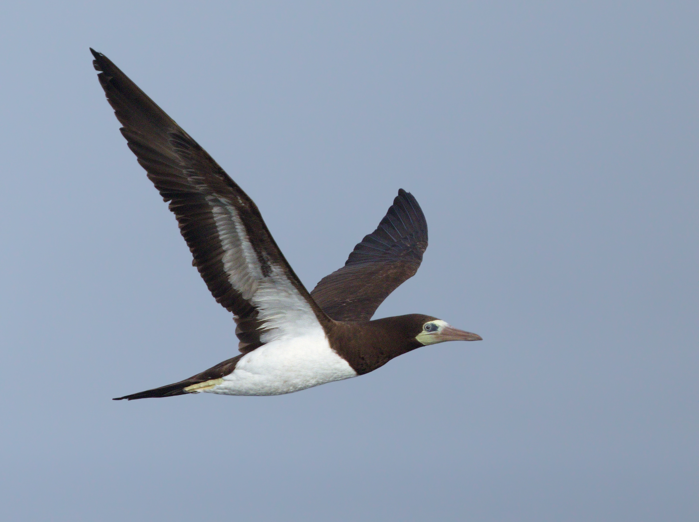 Brown booby tern photo