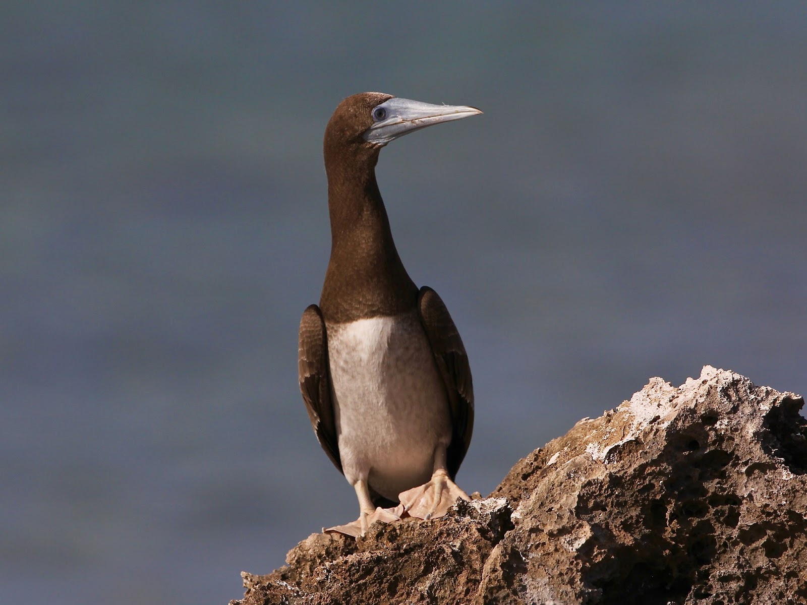 Avithera: Sooty Tern and Brown Booby breeding event
