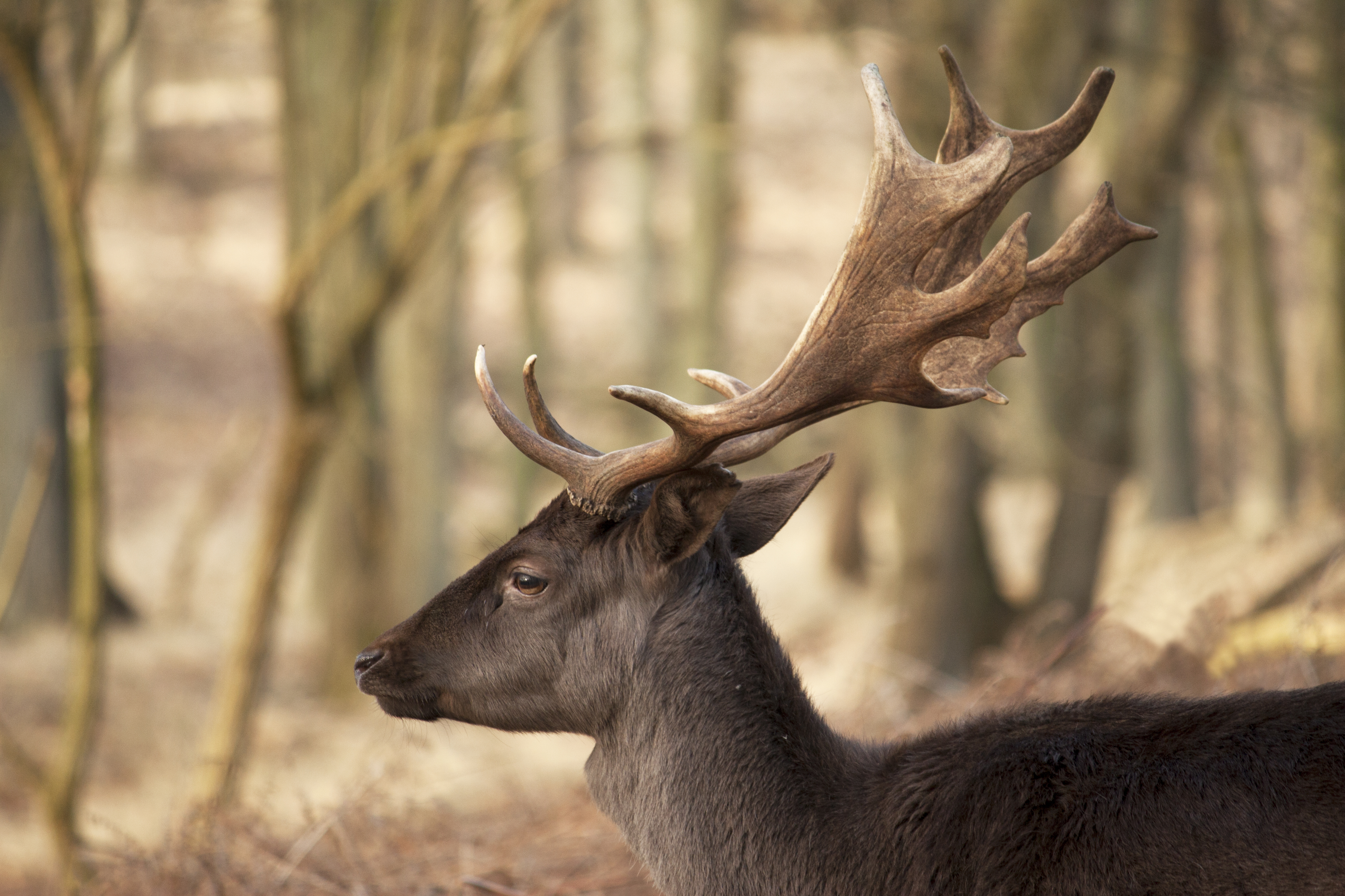 File:Dark brown fallow deer (buck) with big antlers.jpg - Wikimedia ...