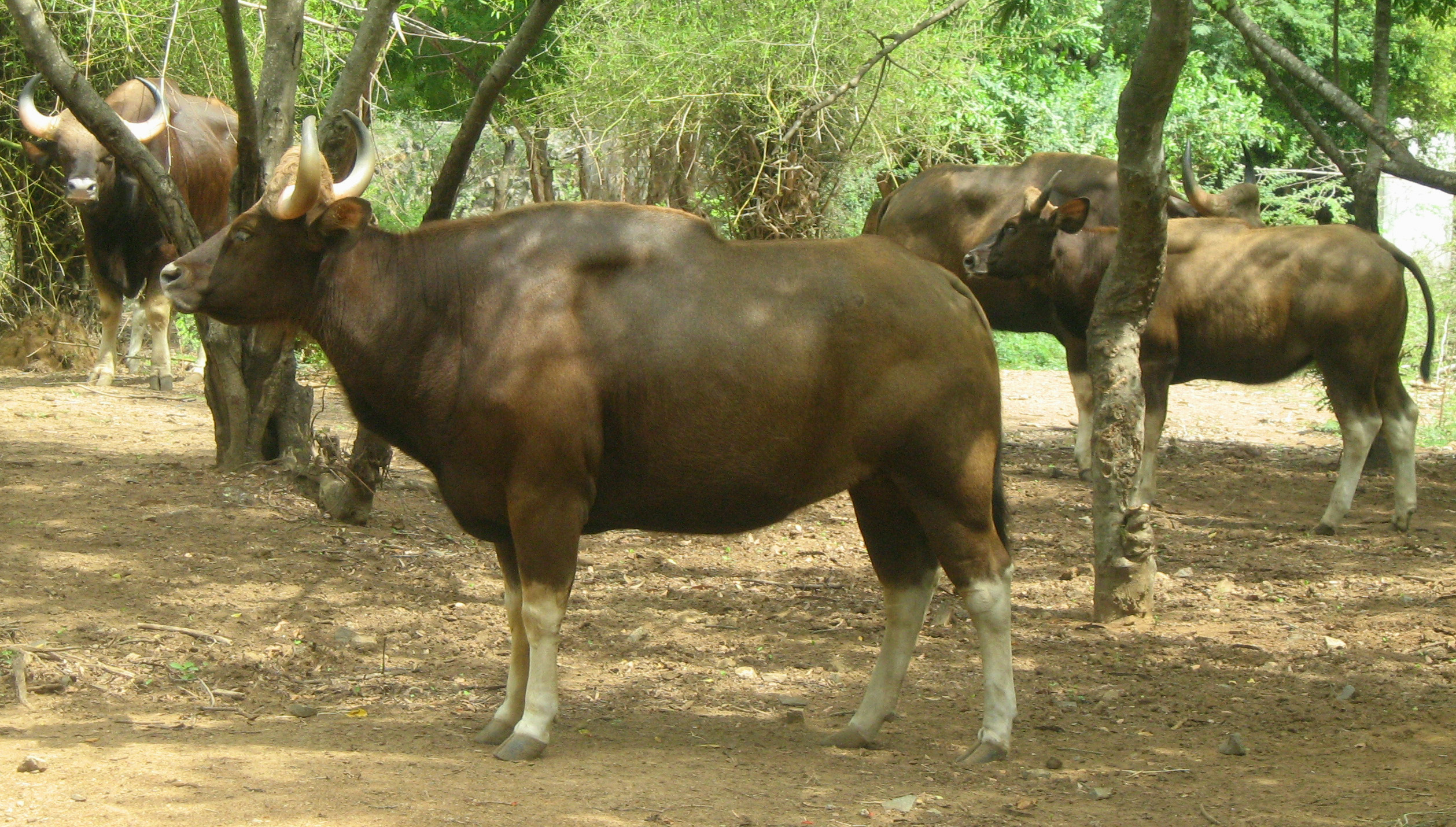 File:Indian buffalo-vandallur-Tamilnadu34India.jpg - Wikimedia Commons