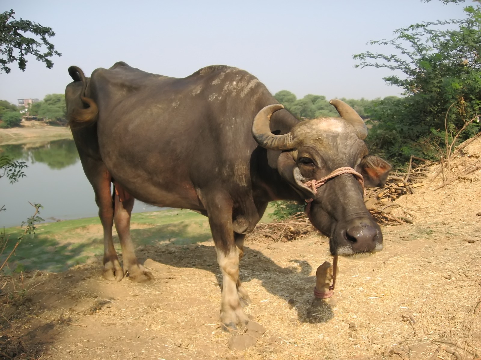 India's buffalo meat production to rise, says industry body