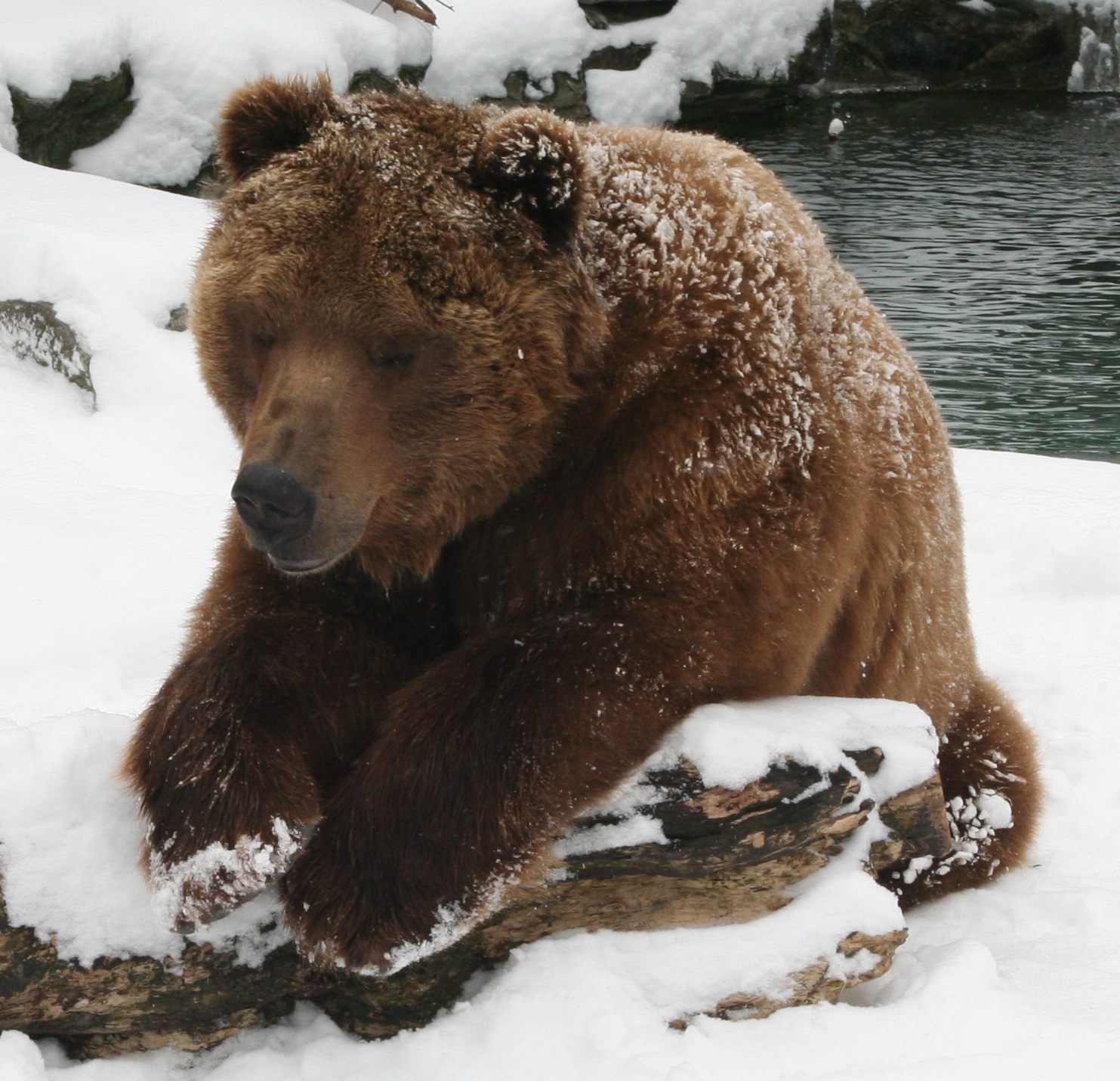 Медведь крупное млекопитающее. Бурый медведь Кадьяк. Большой бурый медведь Кадьяк. Кадьяк (медведь). Самый большой бурый медведь Кадьяк.