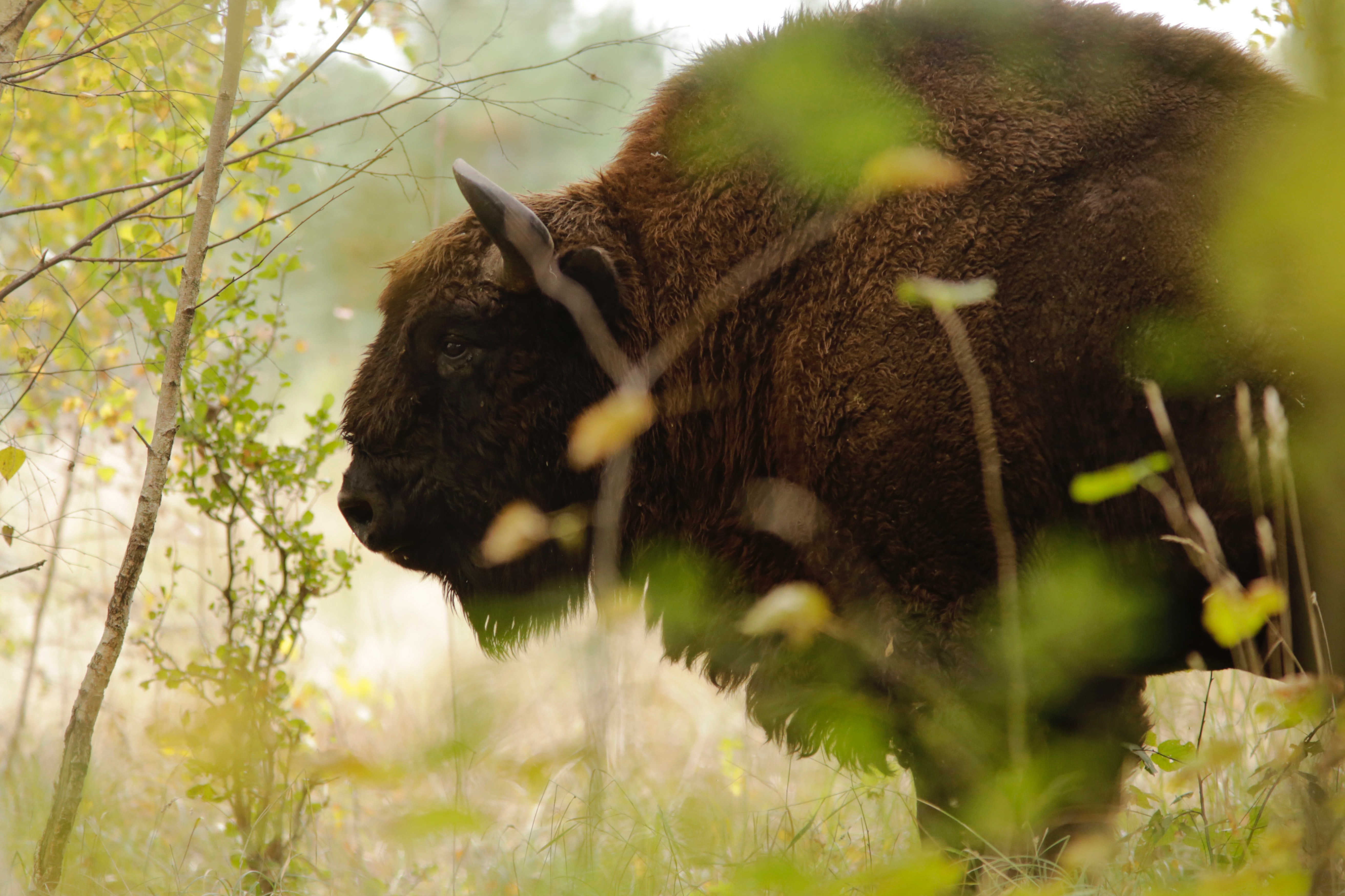 Brown buffalo closeup photography