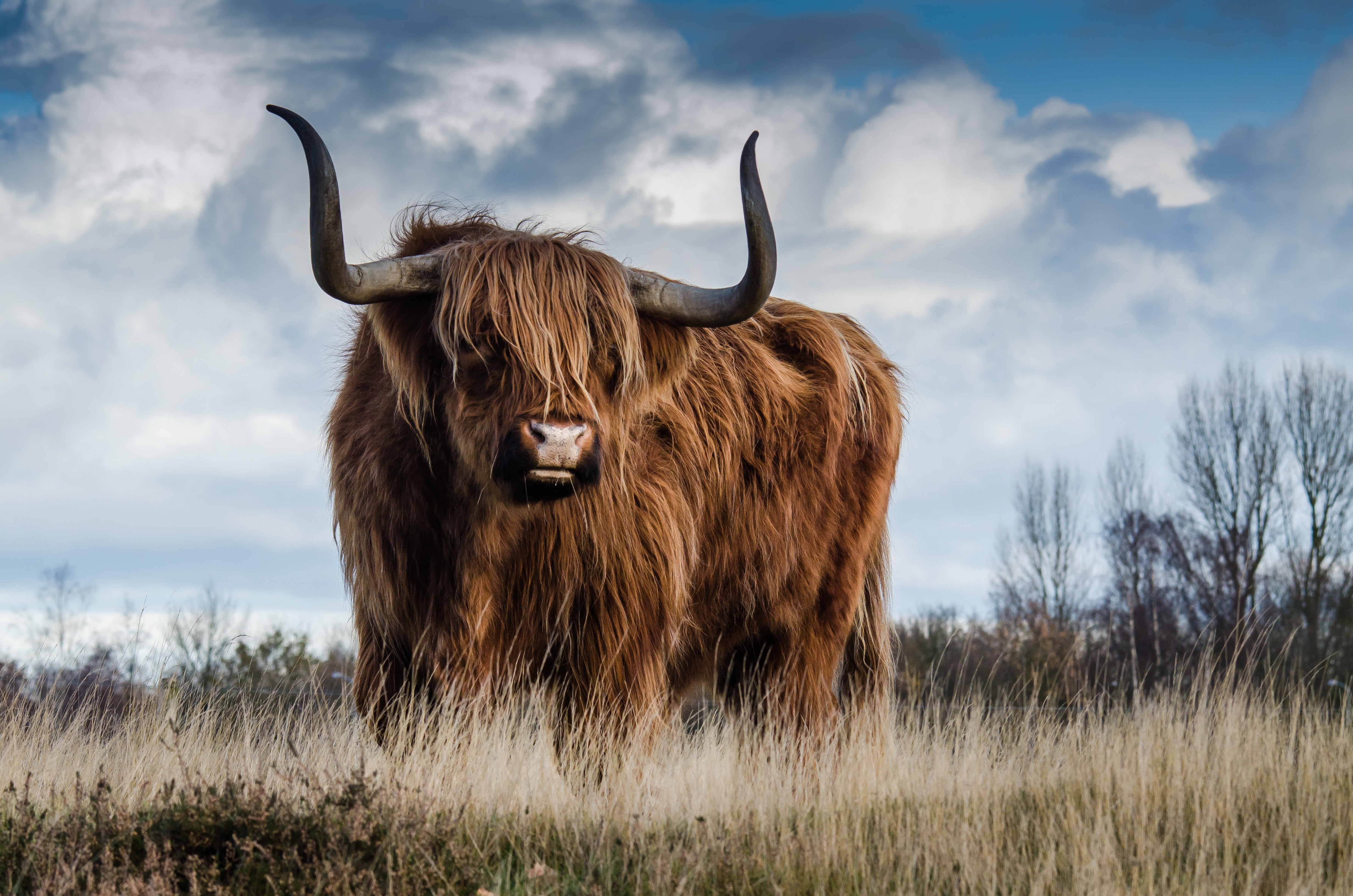 Brown bull on green glass field under grey and blue cloudy sky photo