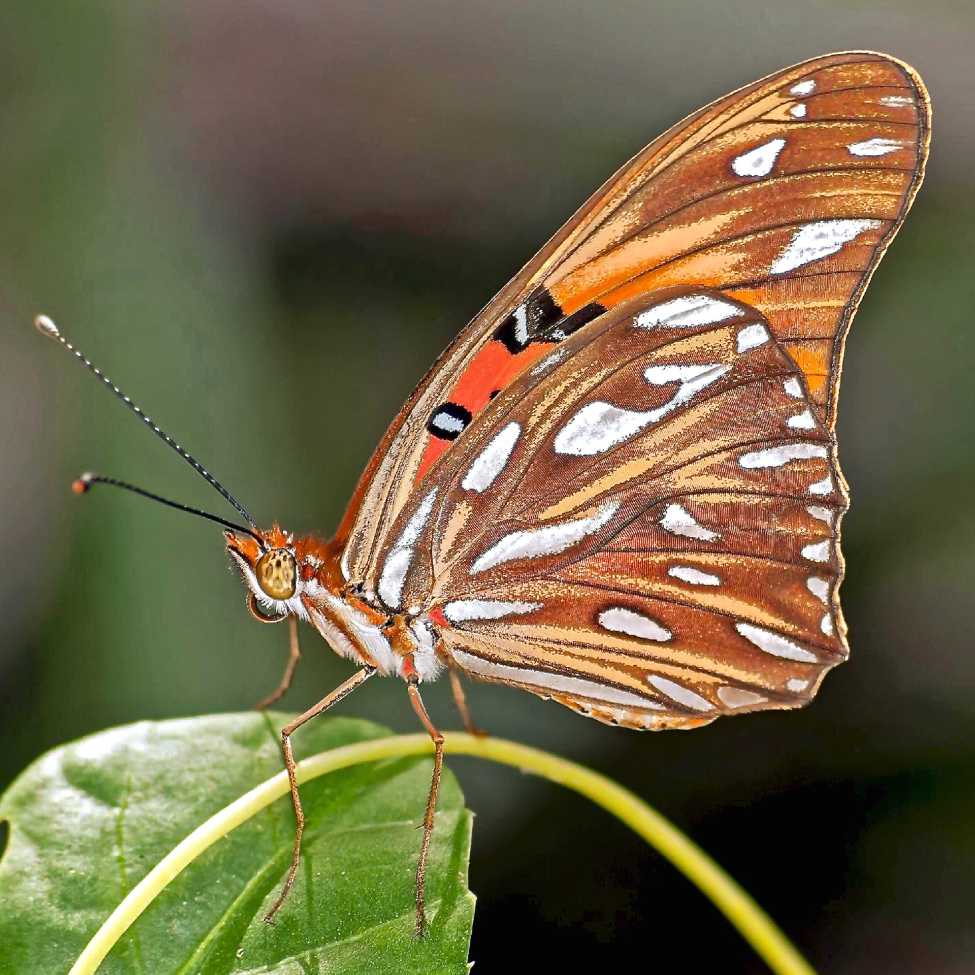 Brown butterfly photo
