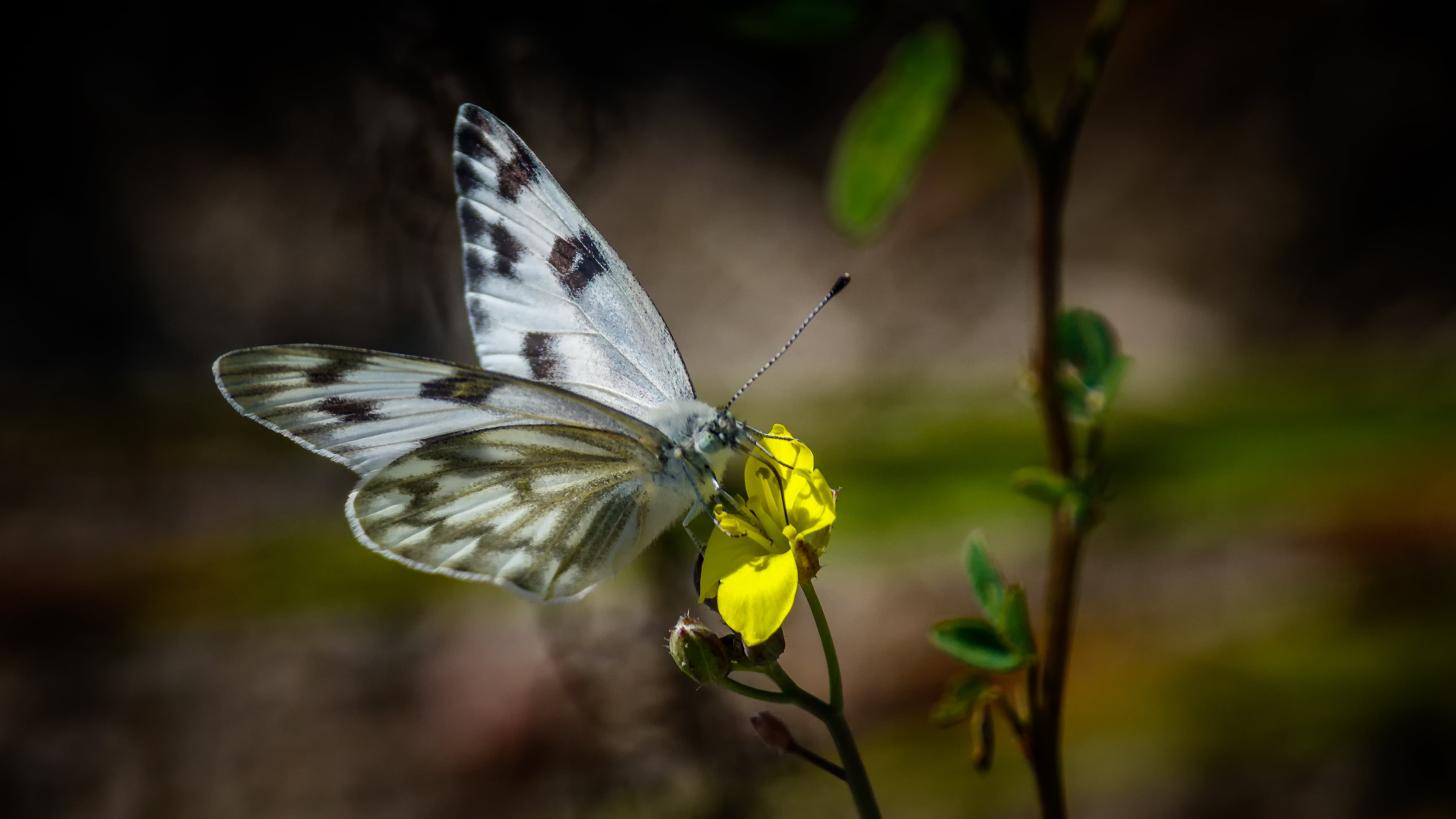 White and brown butterfly perched on yellow flower HD wallpaper ...