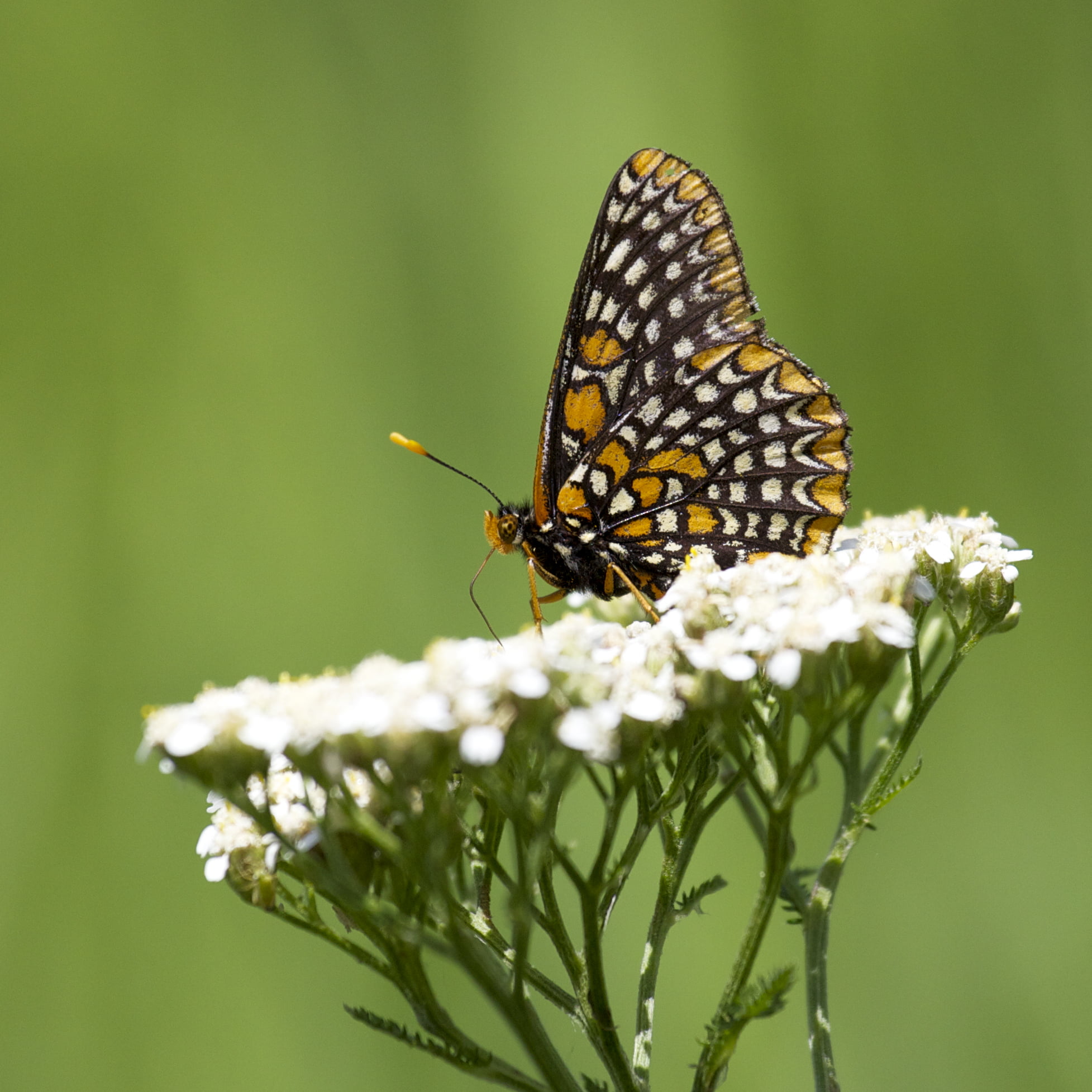 Black and brown butterfly perched on white petaled flower HD ...