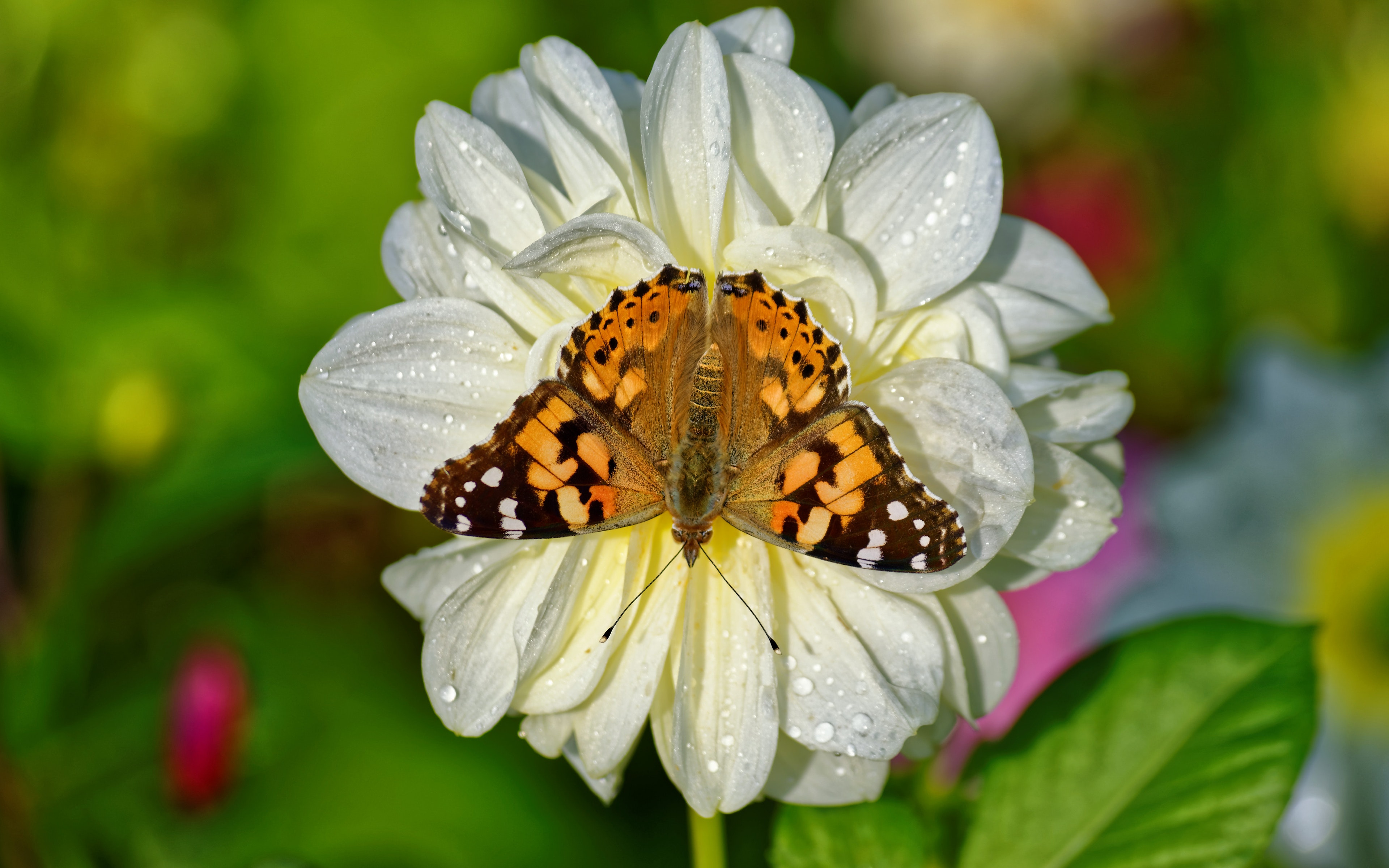 Brown butterfly on white petaled flower photo
