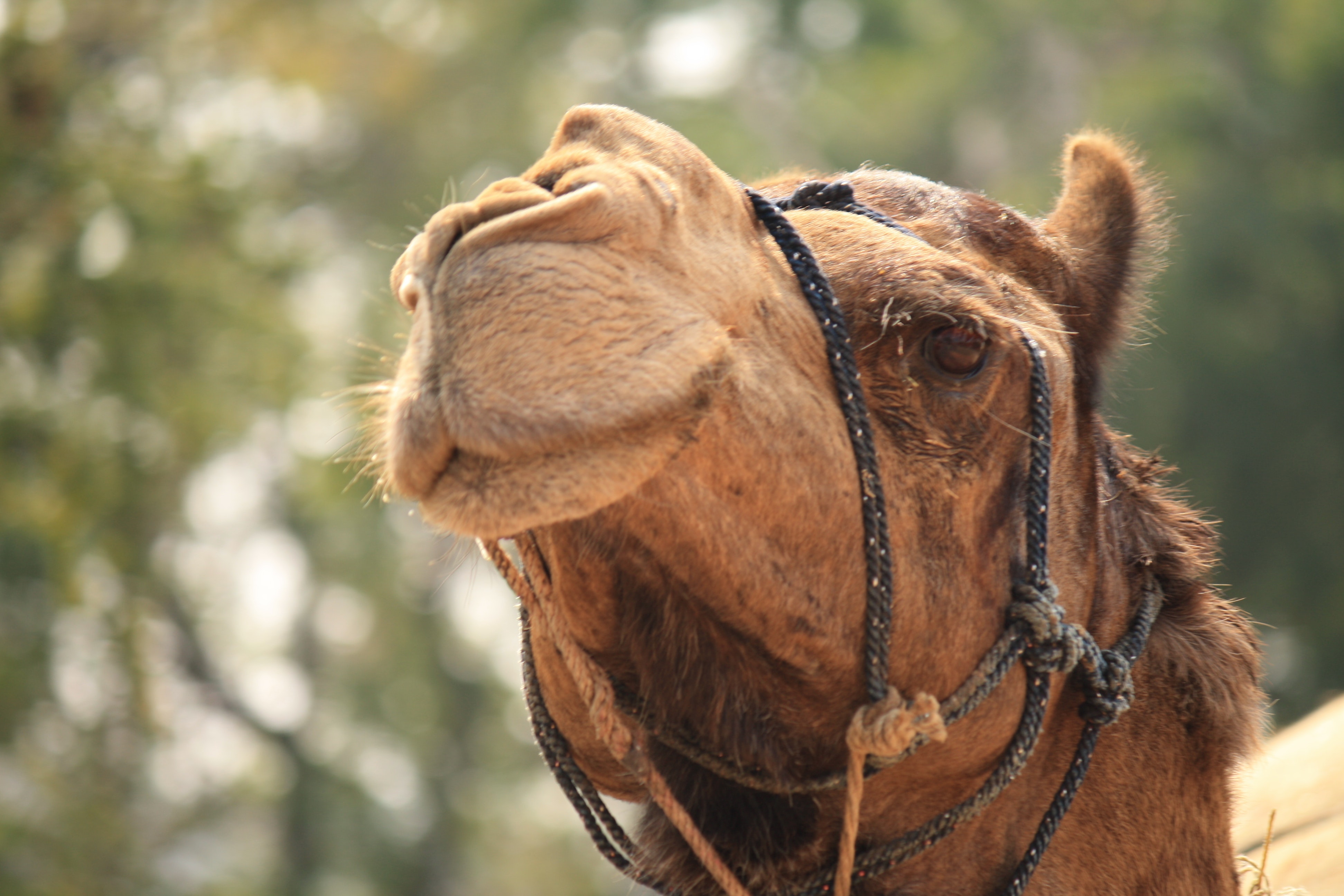 Brown Camel Photography · Free Stock Photo