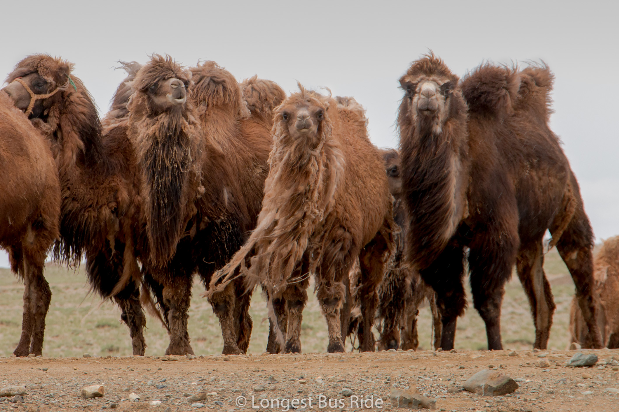 Mongolian Camel Day! | Longest Bus Rides