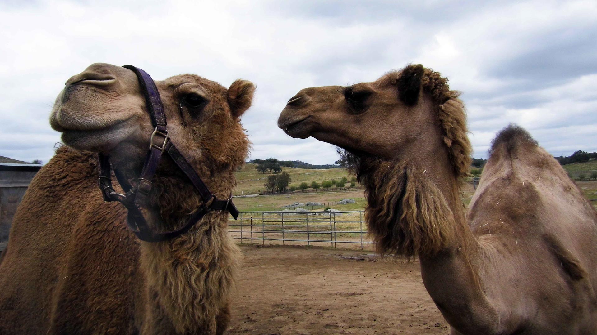 Where to Explore the Legacy of Camels in California | KCET