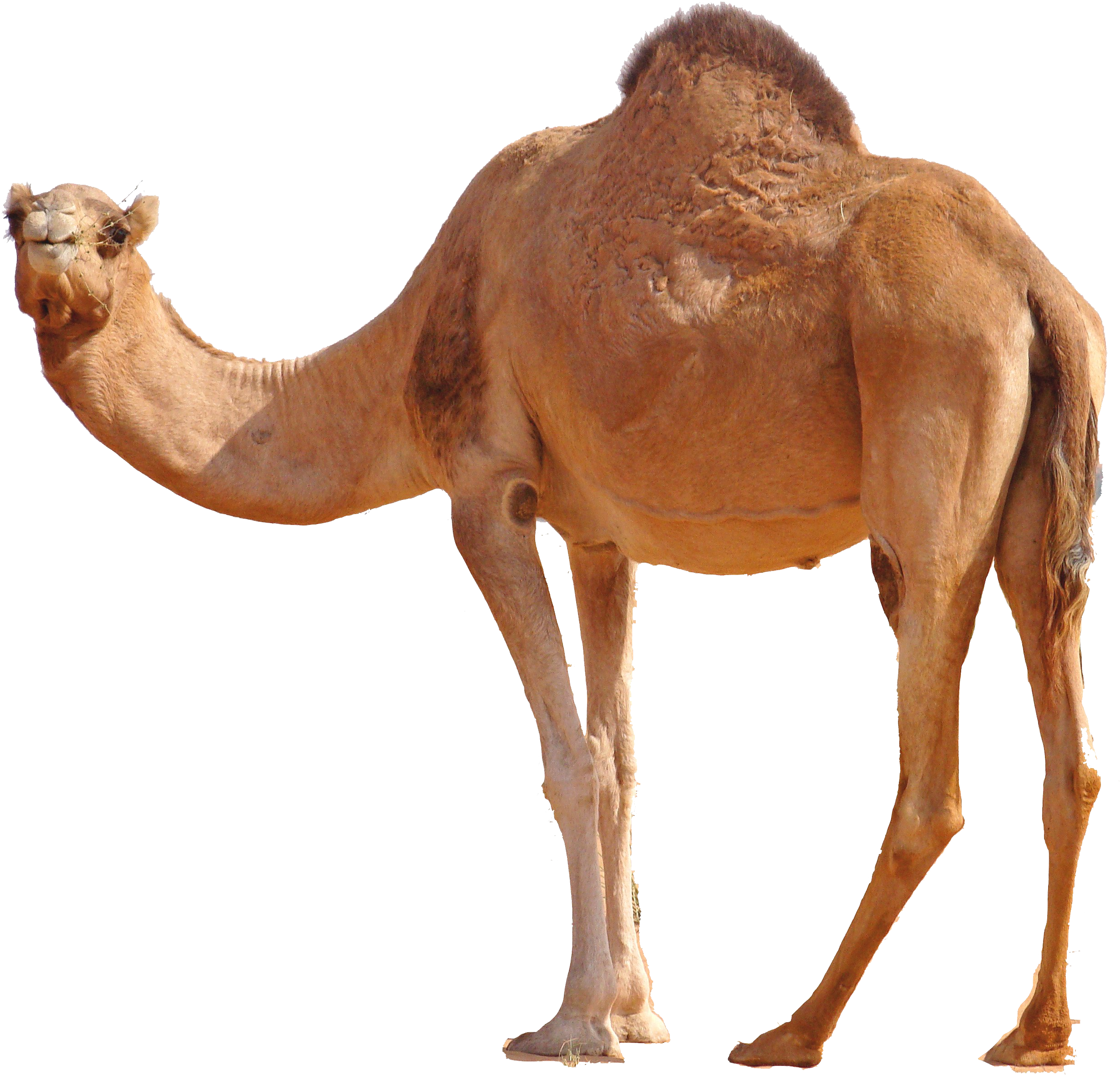 Special Pic Of A Camel PNG Image Free Png Pictures #15188