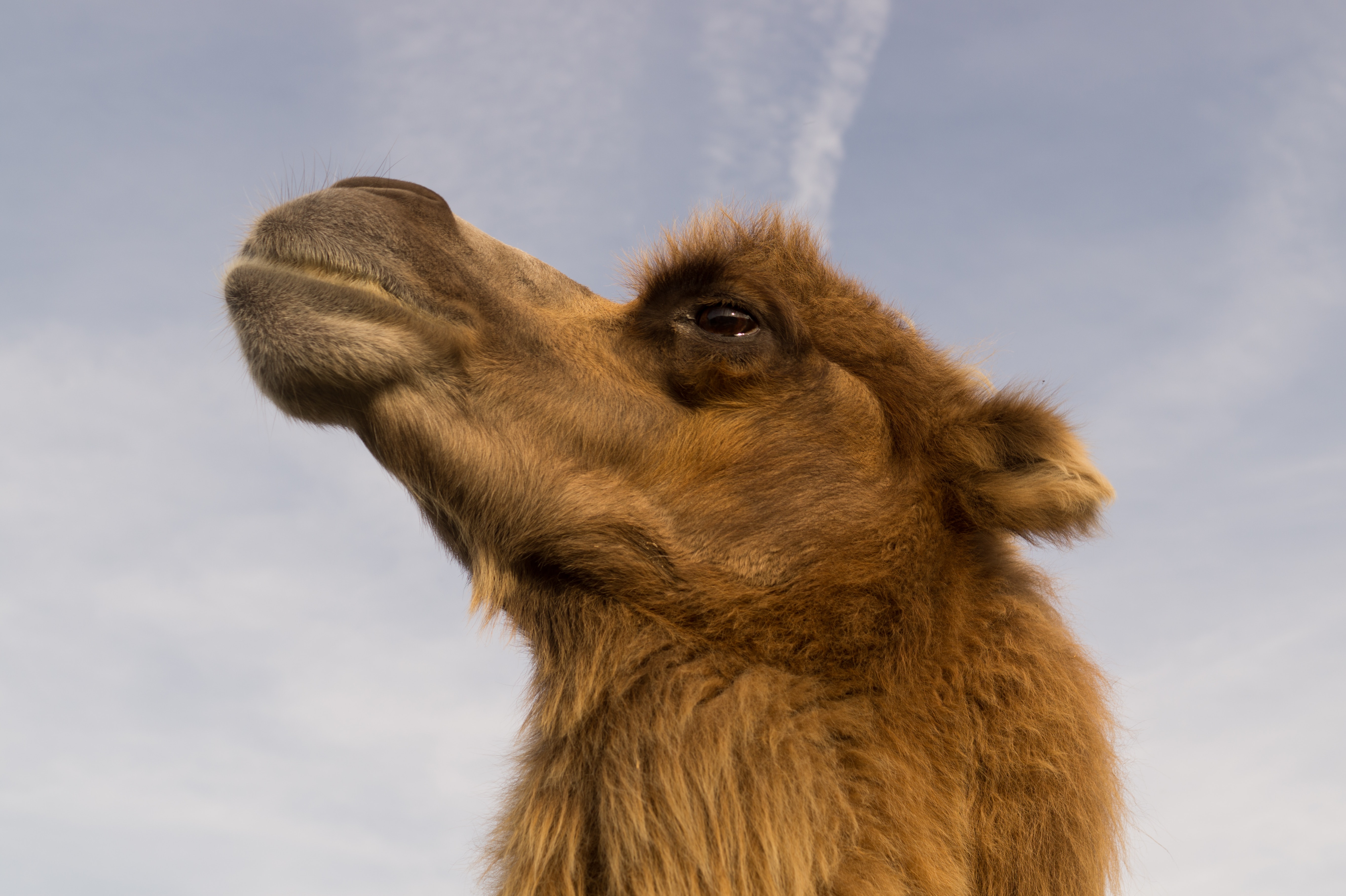 Free stock photo of africa, animal, camel
