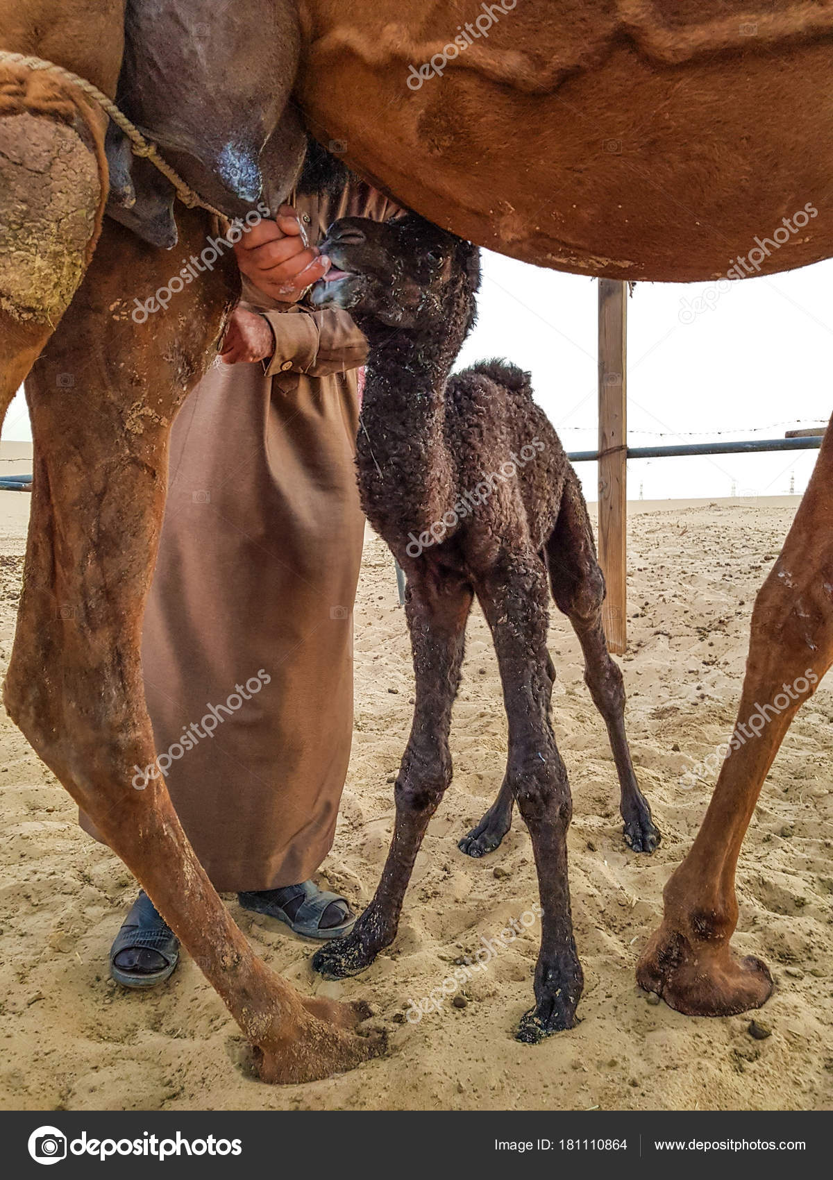 Newborn baby camel — Stock Photo © jrp_studio #181110864